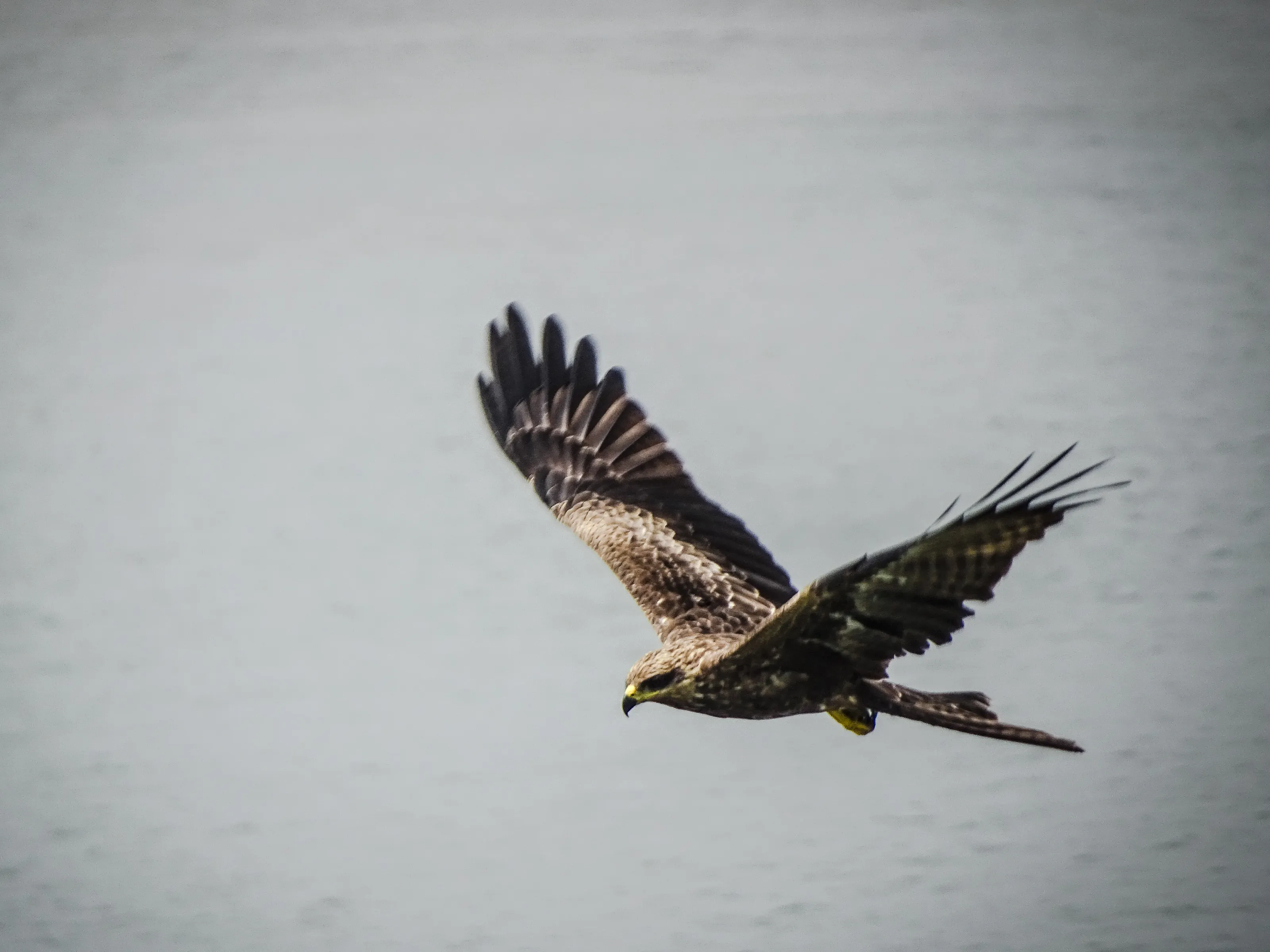 Eagle over the tides...