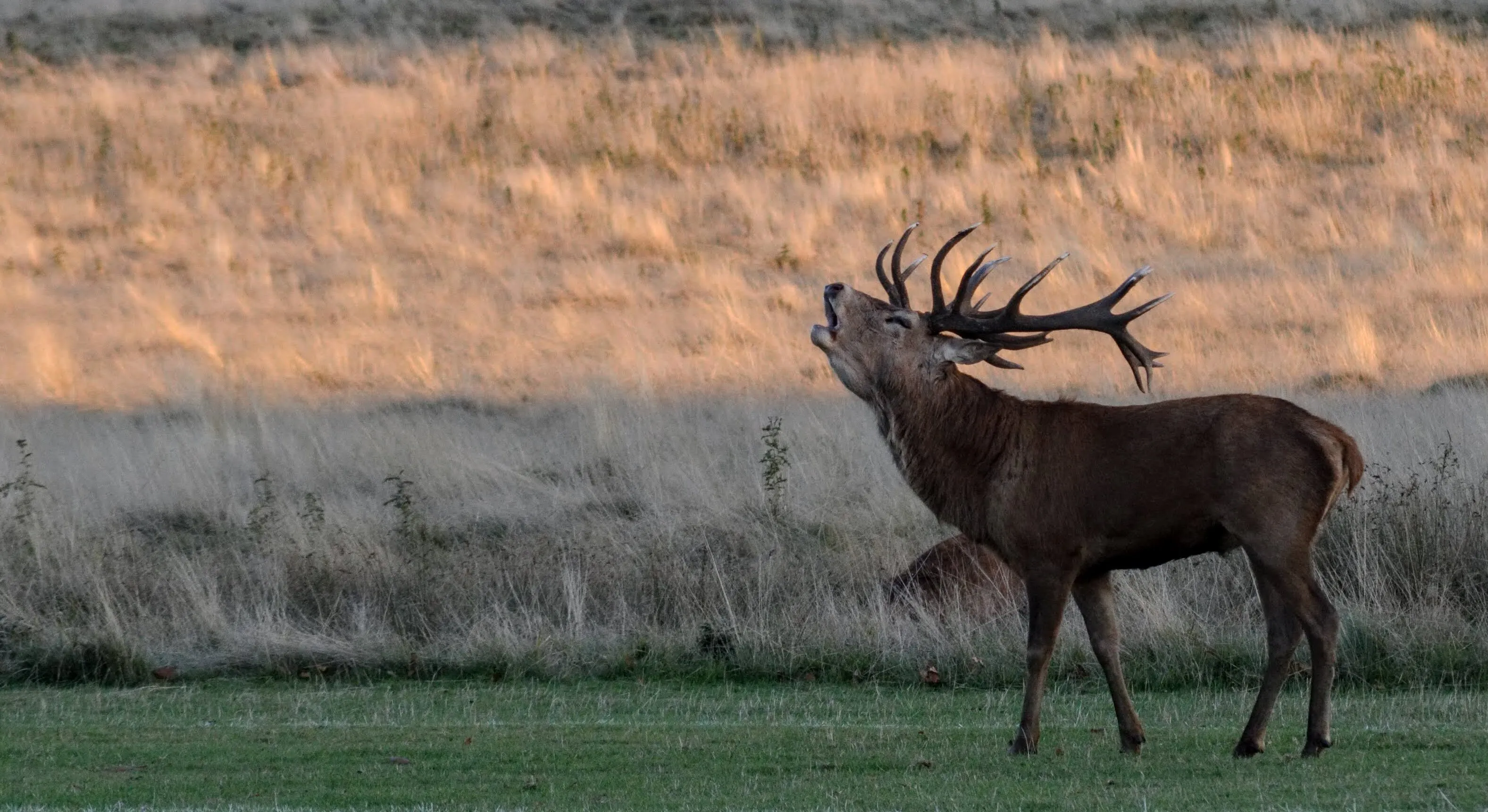 Monarch of Richmond