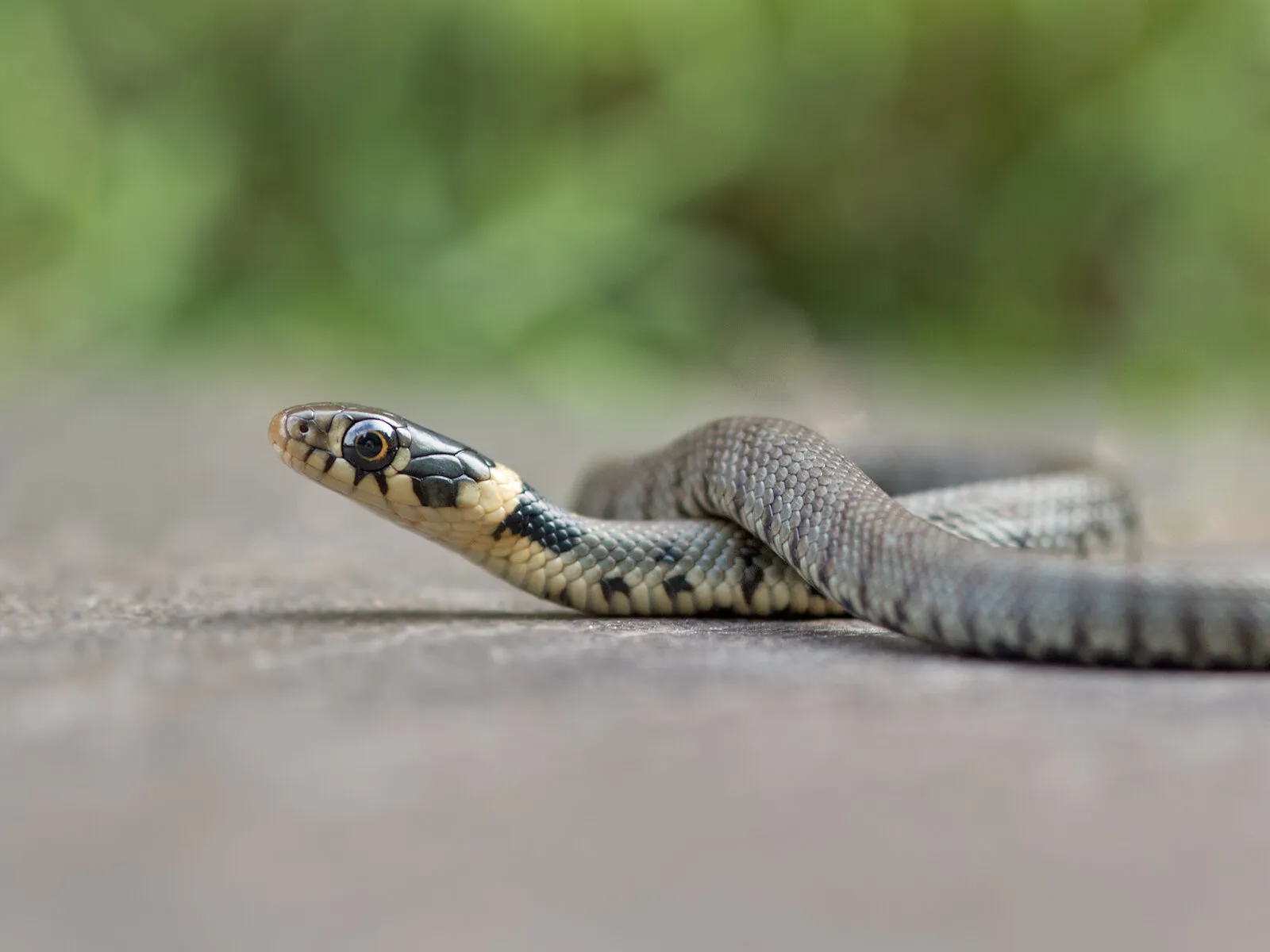 Grass snake