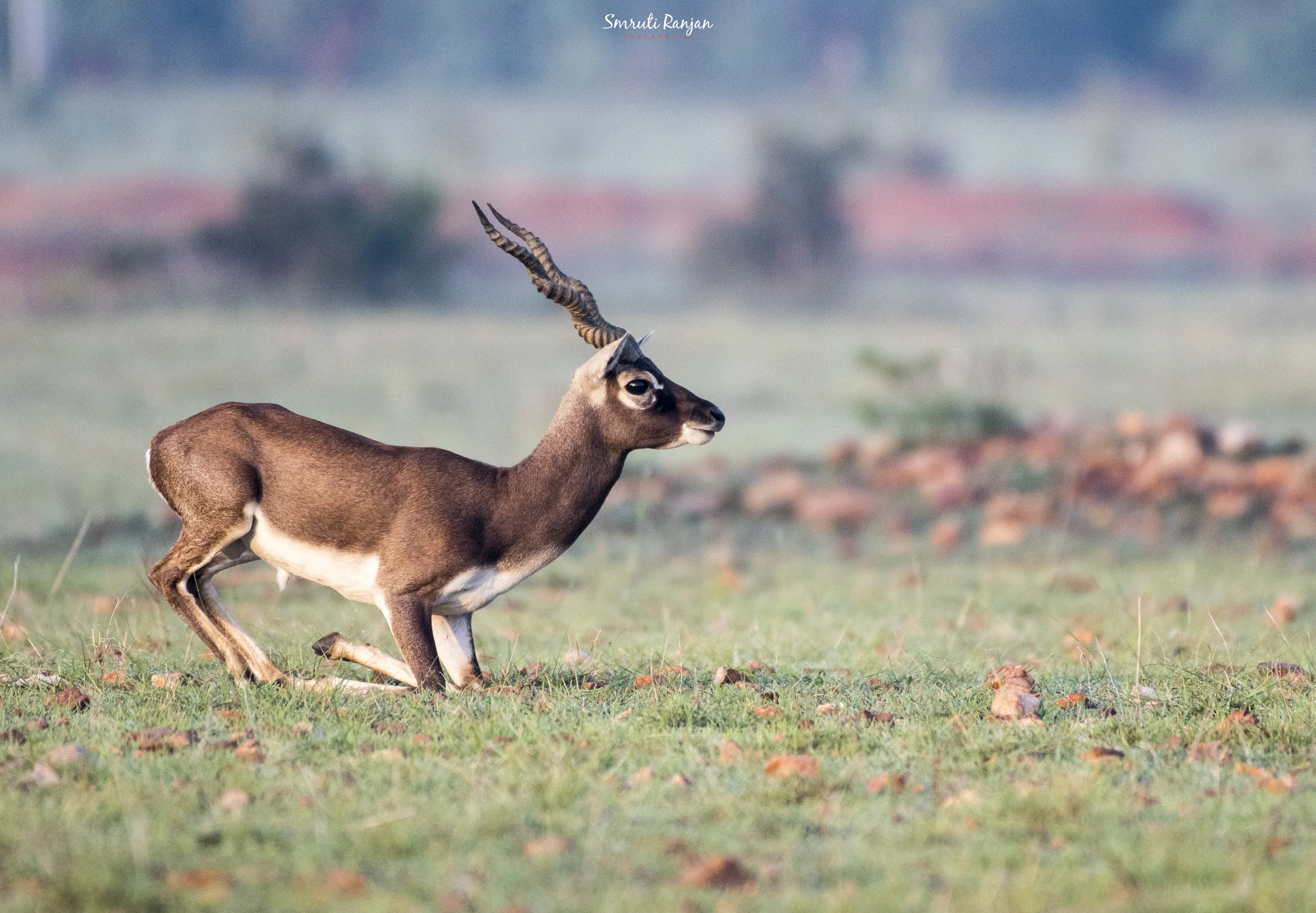 Morning Yoga by Mr. BLACKBUCK