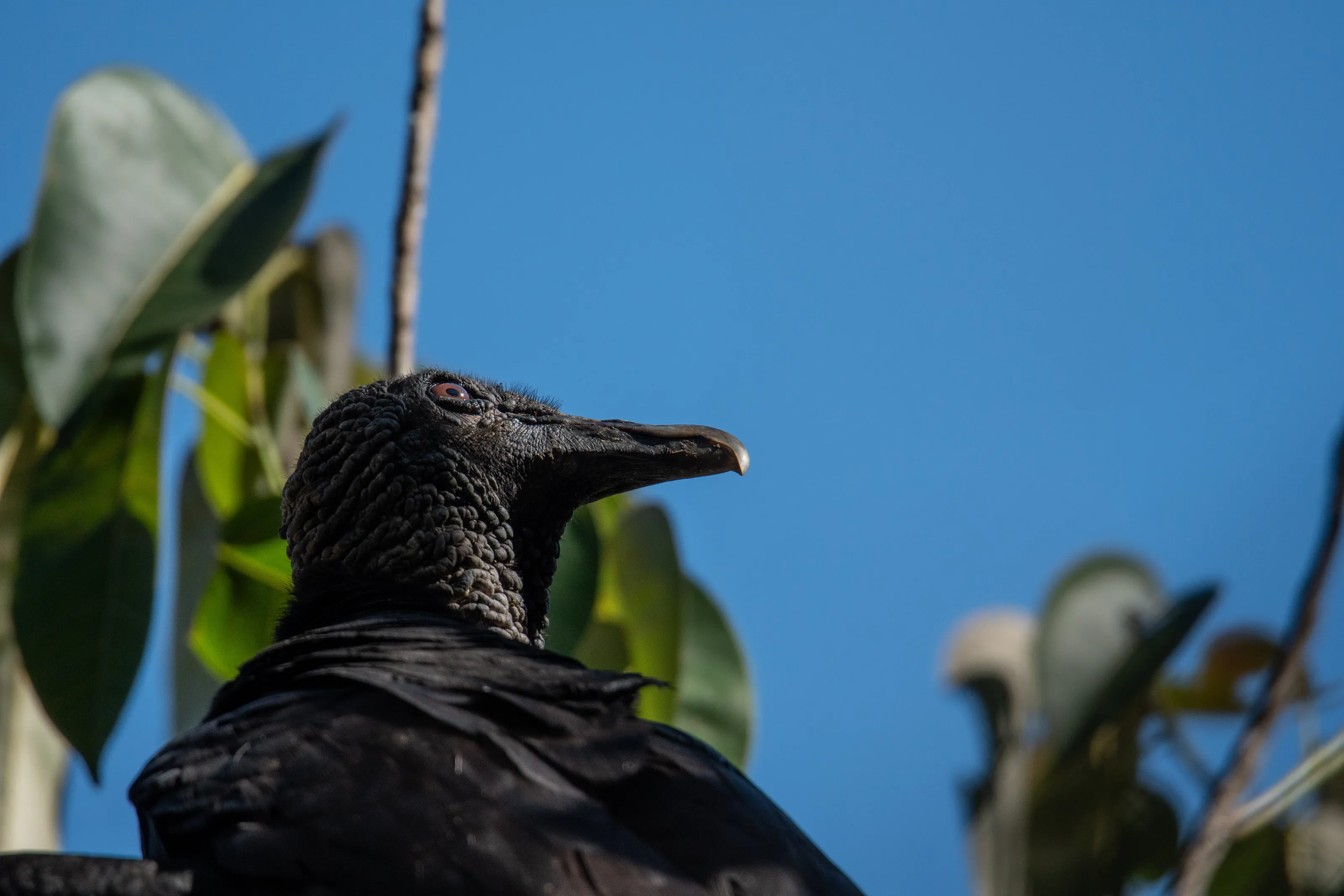 Urubu scrutinizing the sky