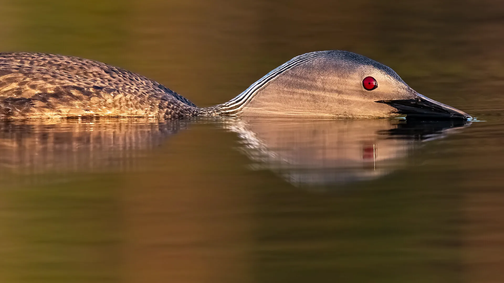 Reflection