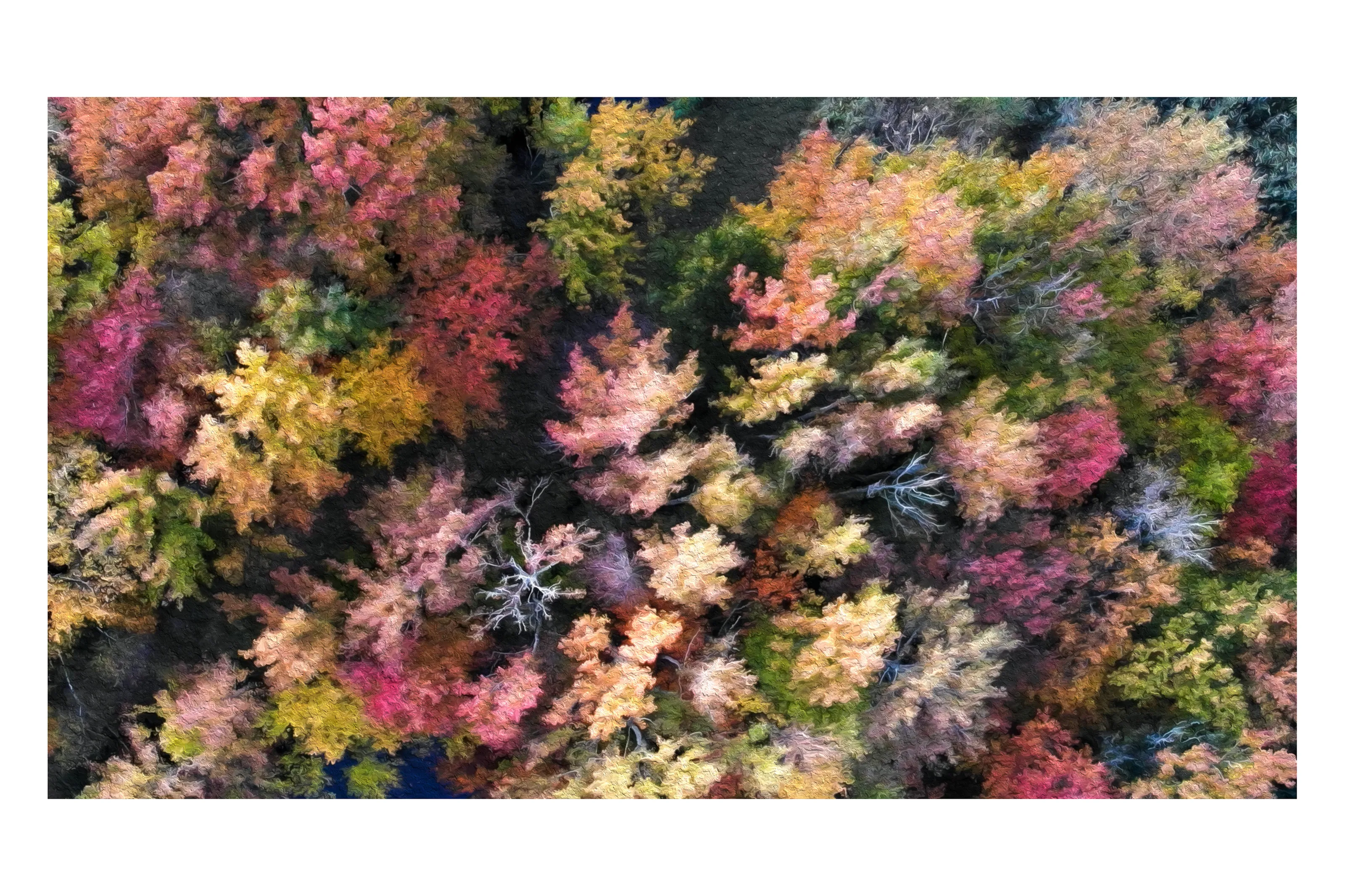 Fall colors from above