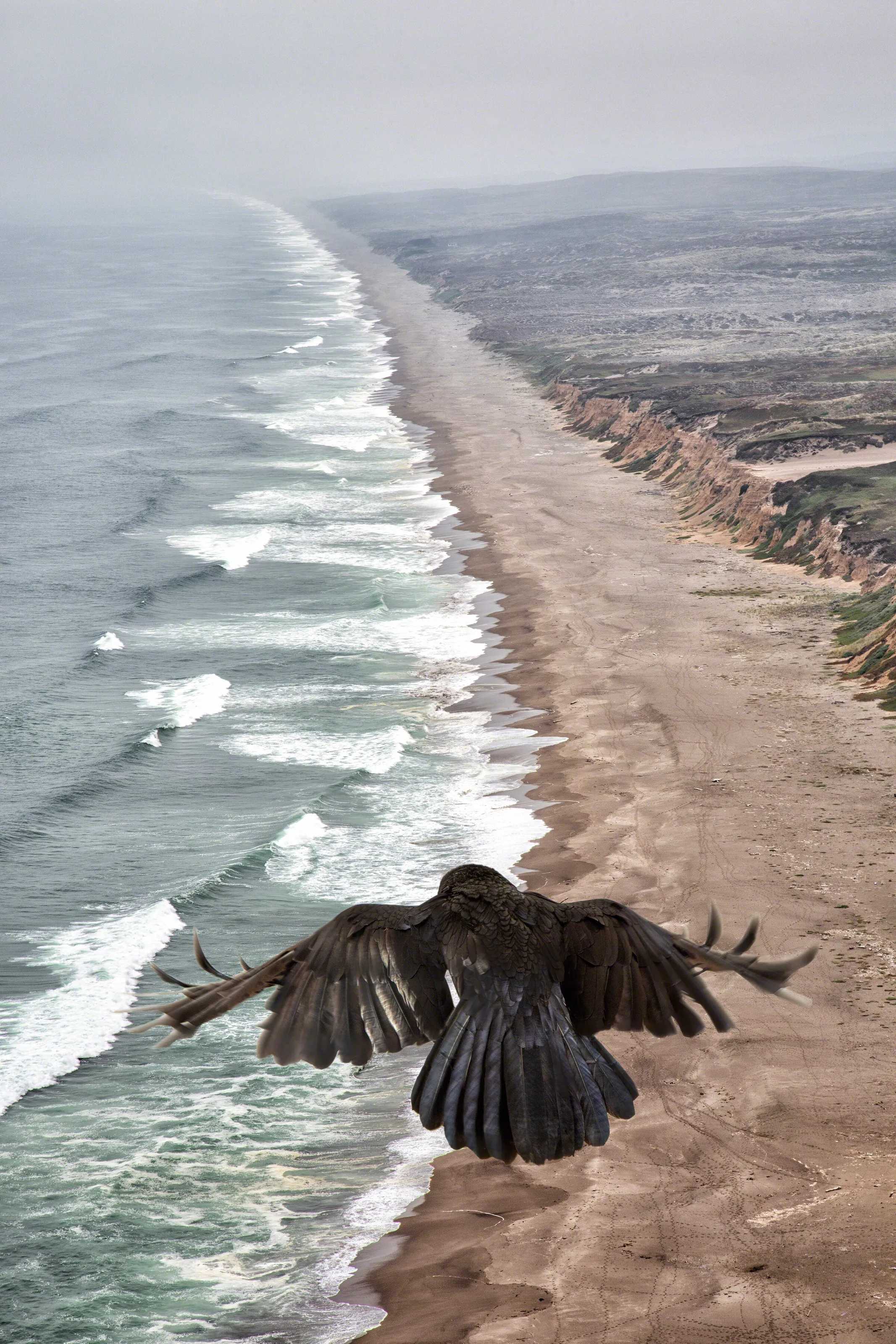 Coast Raven