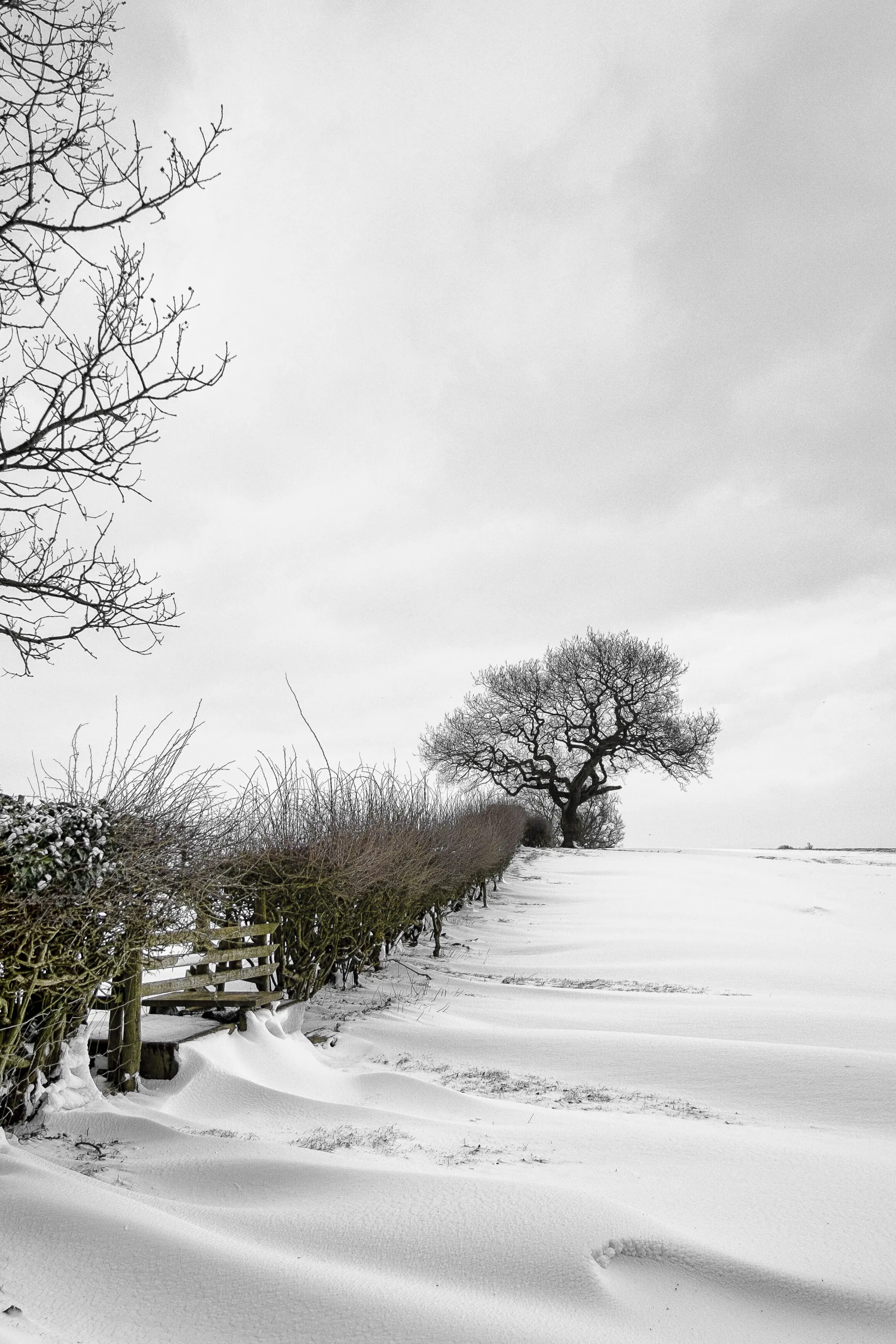 winter snow