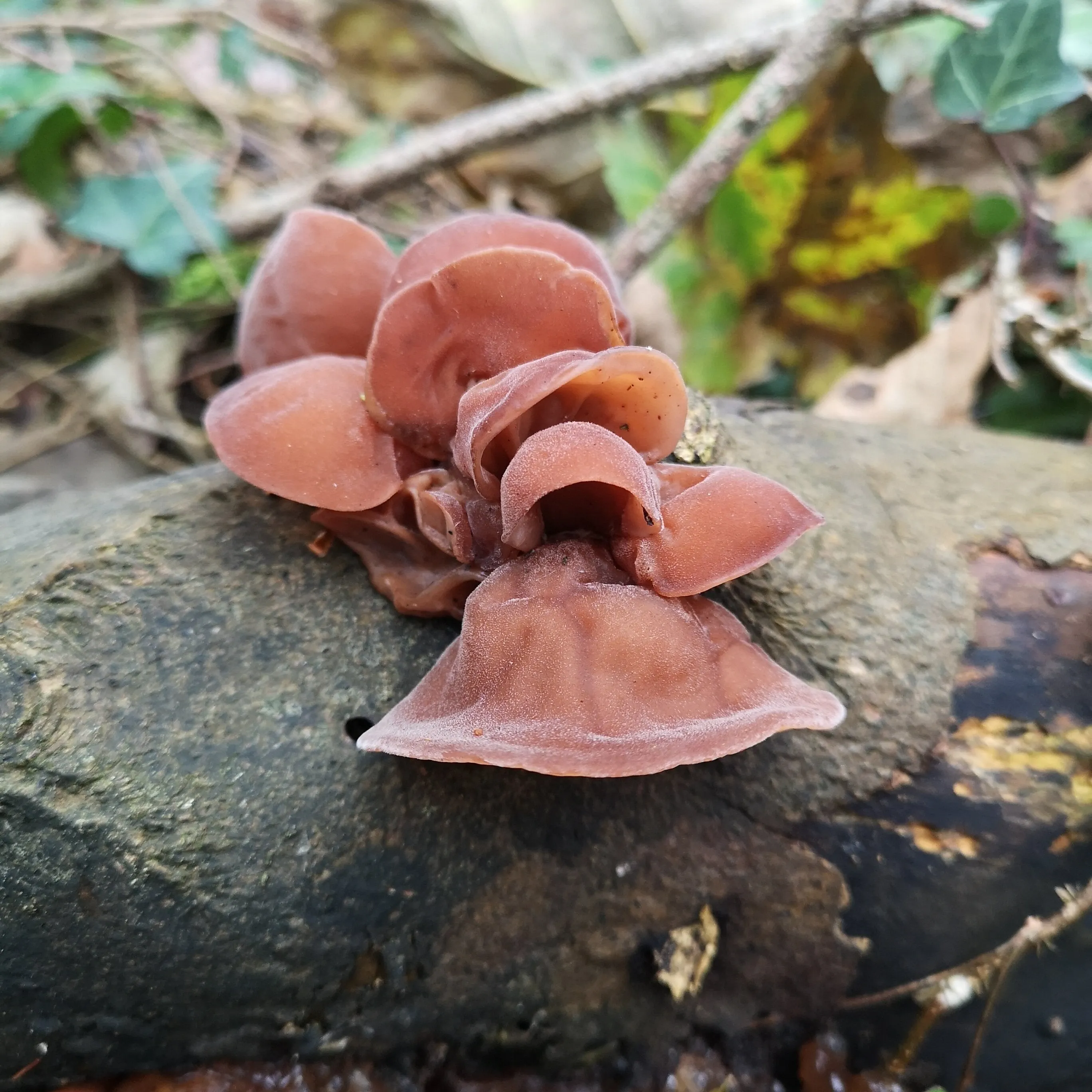 Mushroom season