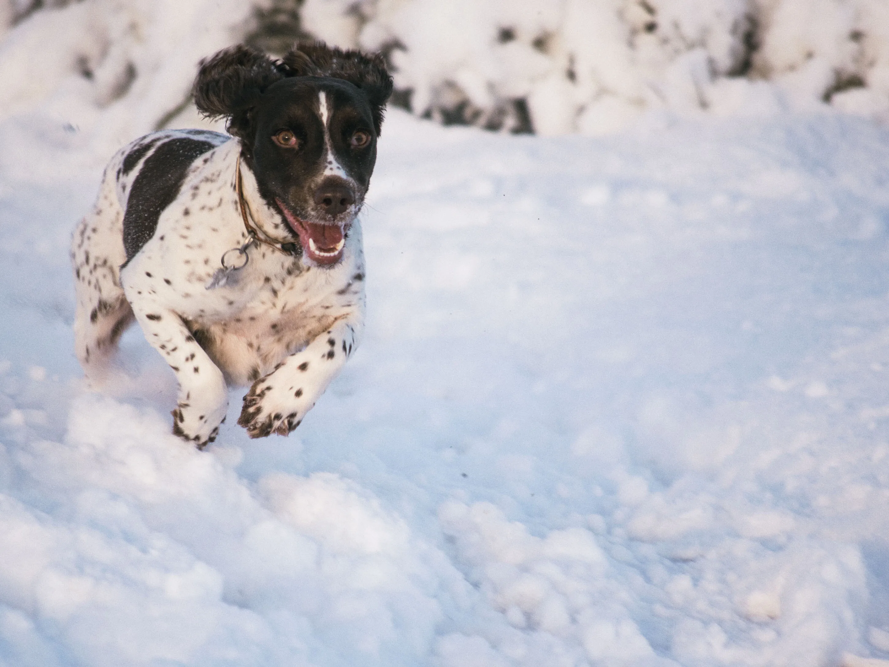 Snow Dog
