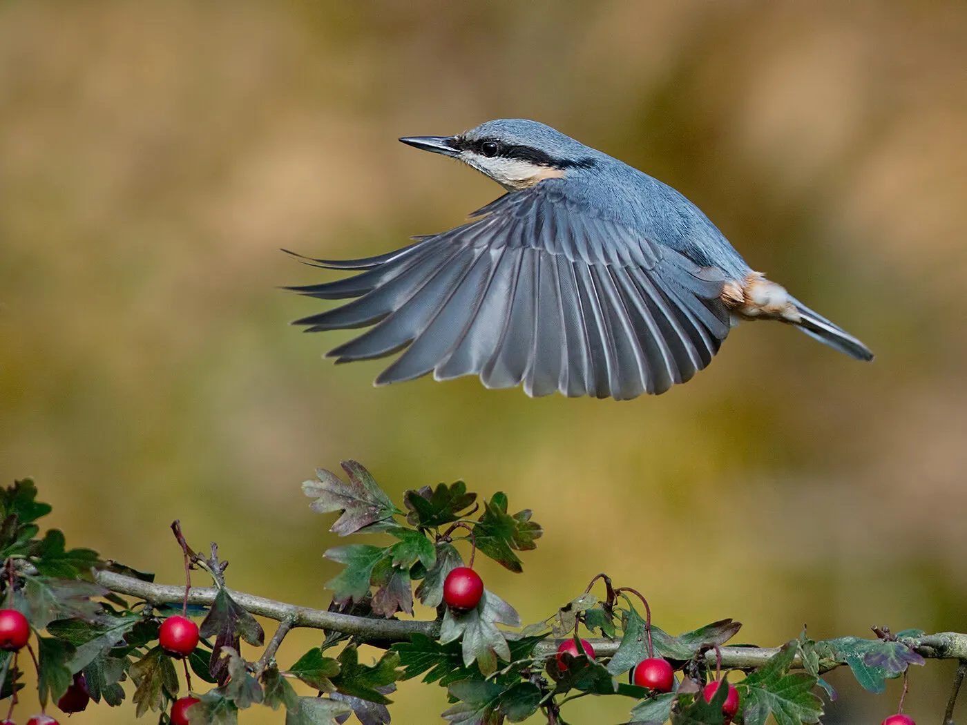 Behind the lens: Meet the winners of 'Birds' and 'Trees'