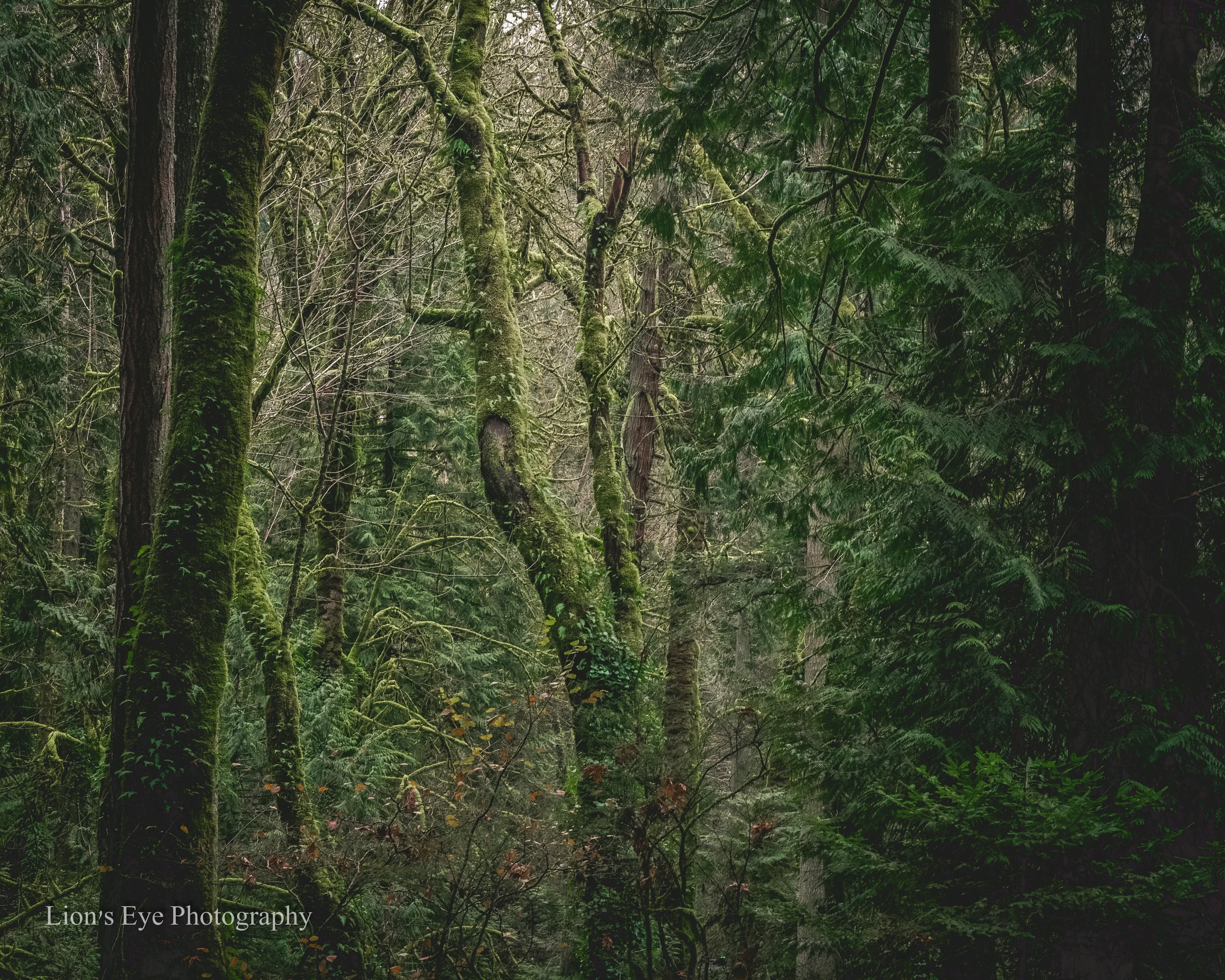 Evergreen Wilderness