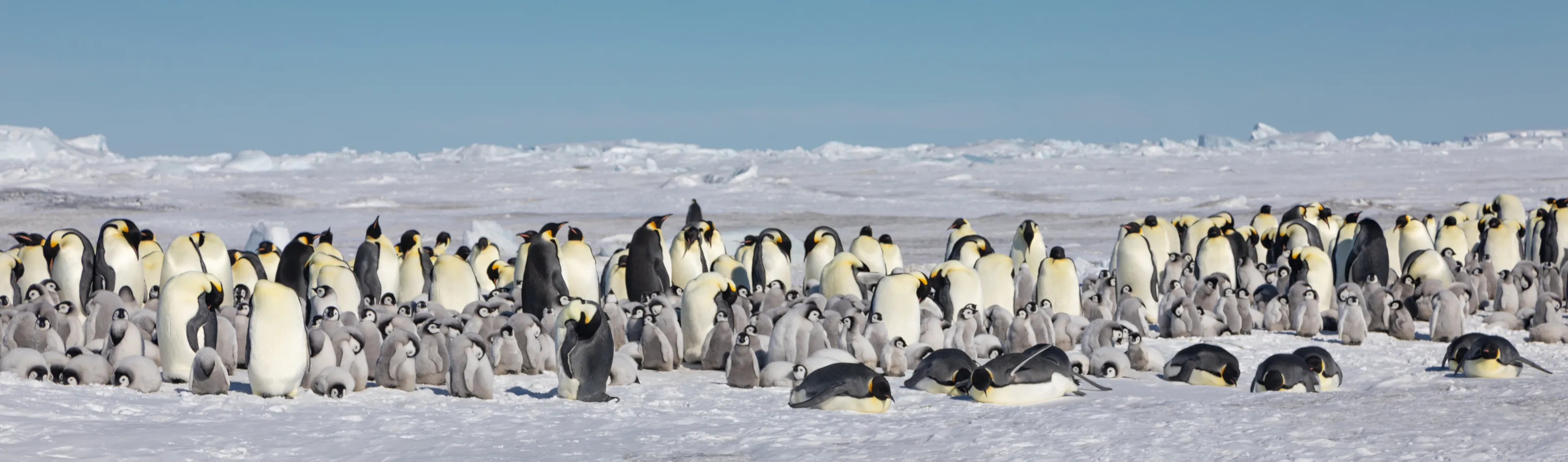 Emperor Penguin Colony on Snow Hill Island