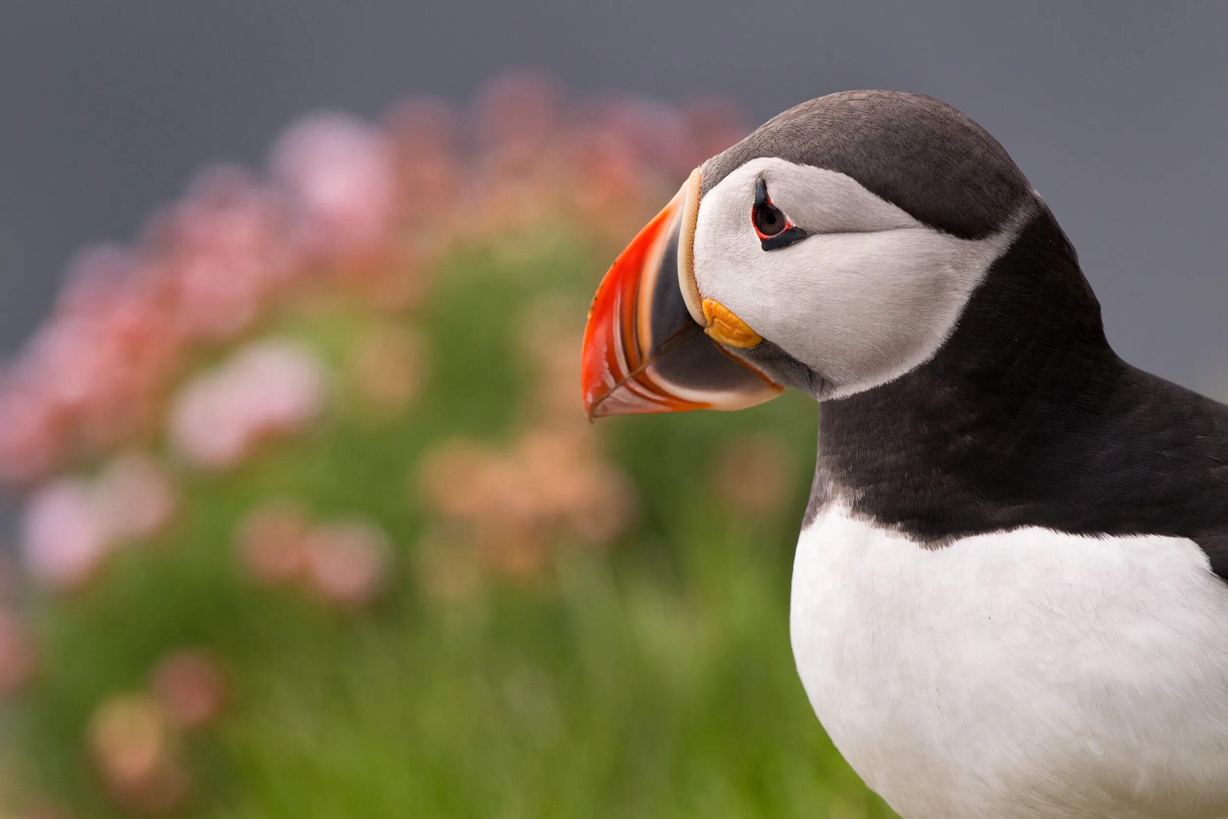 Puffin Portrait