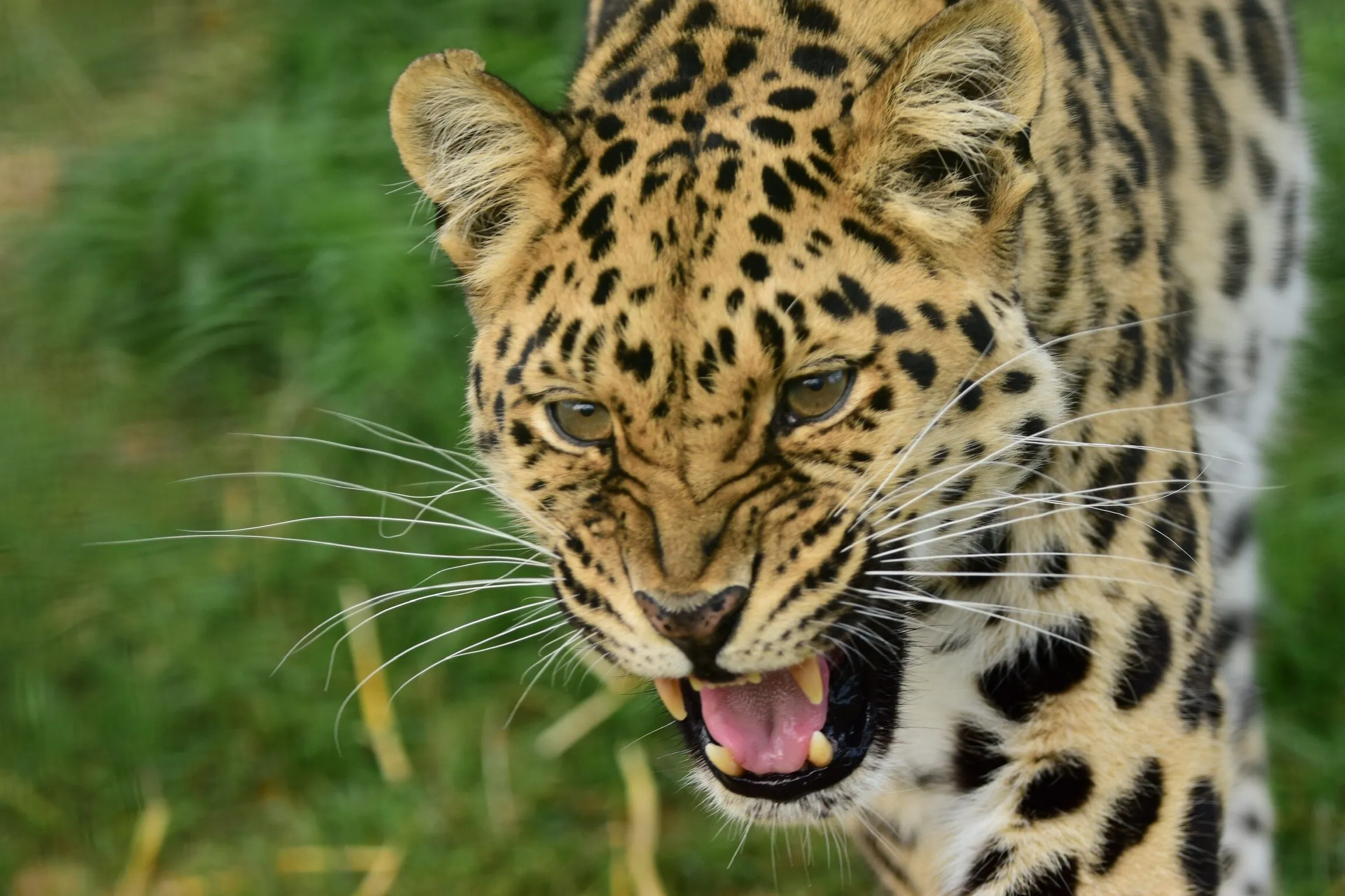 The warning!