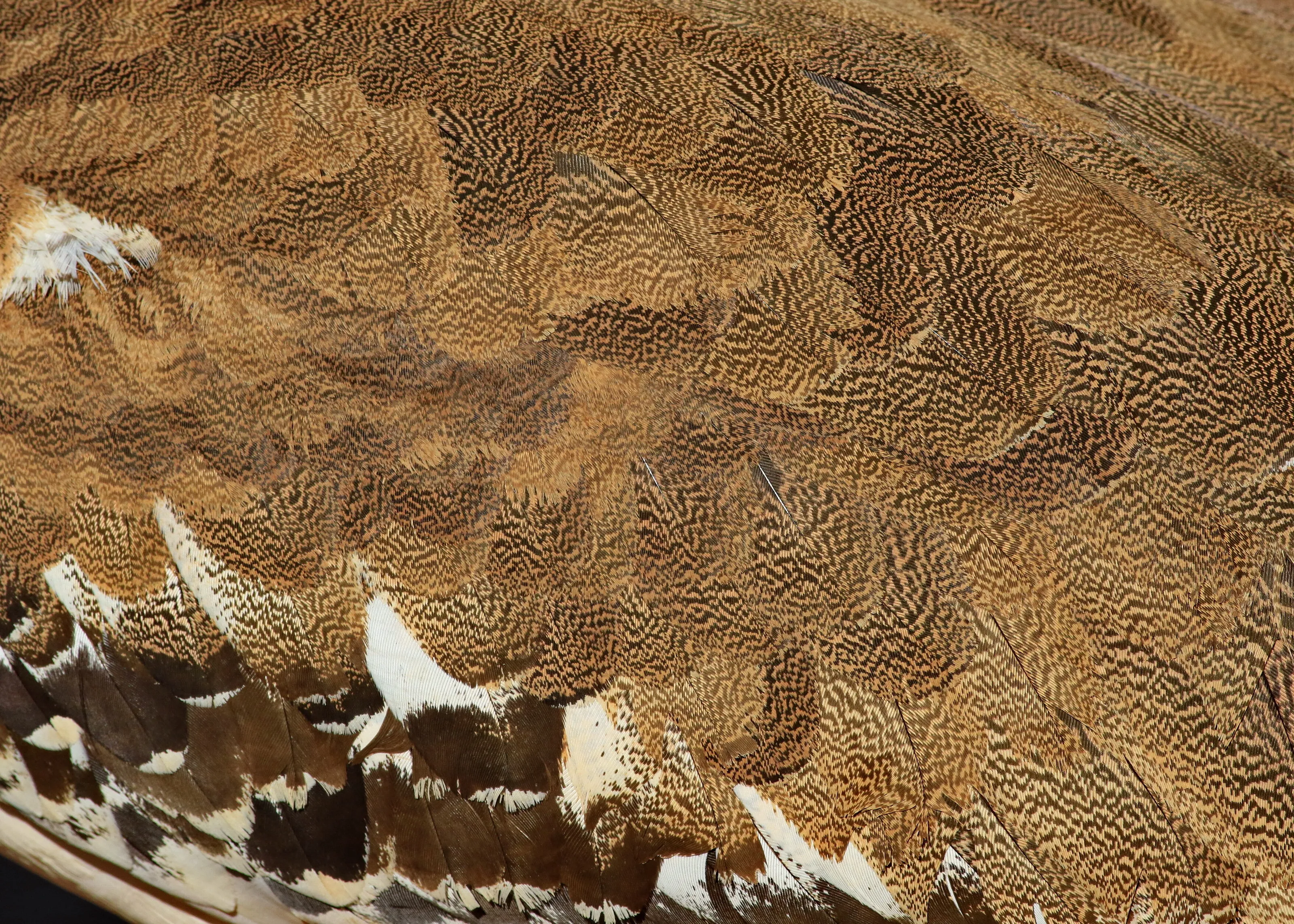 Intricate Design