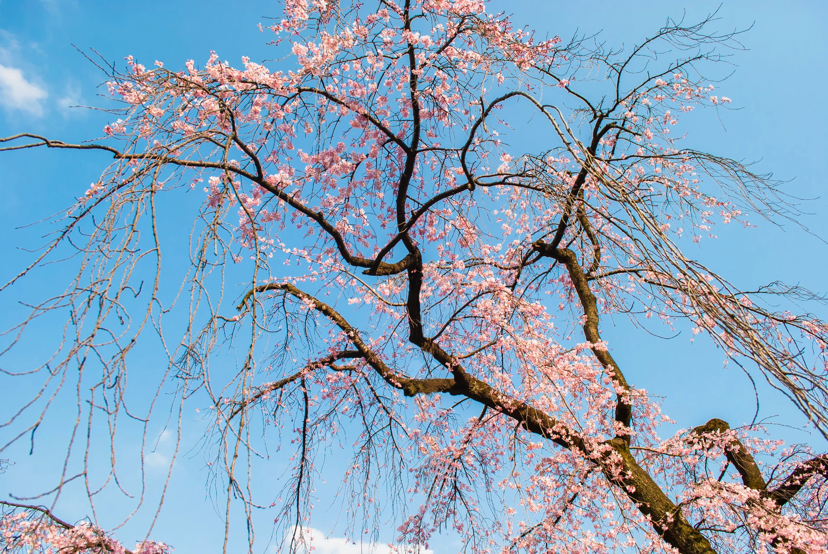 CherryBlossom Tokyo 2016