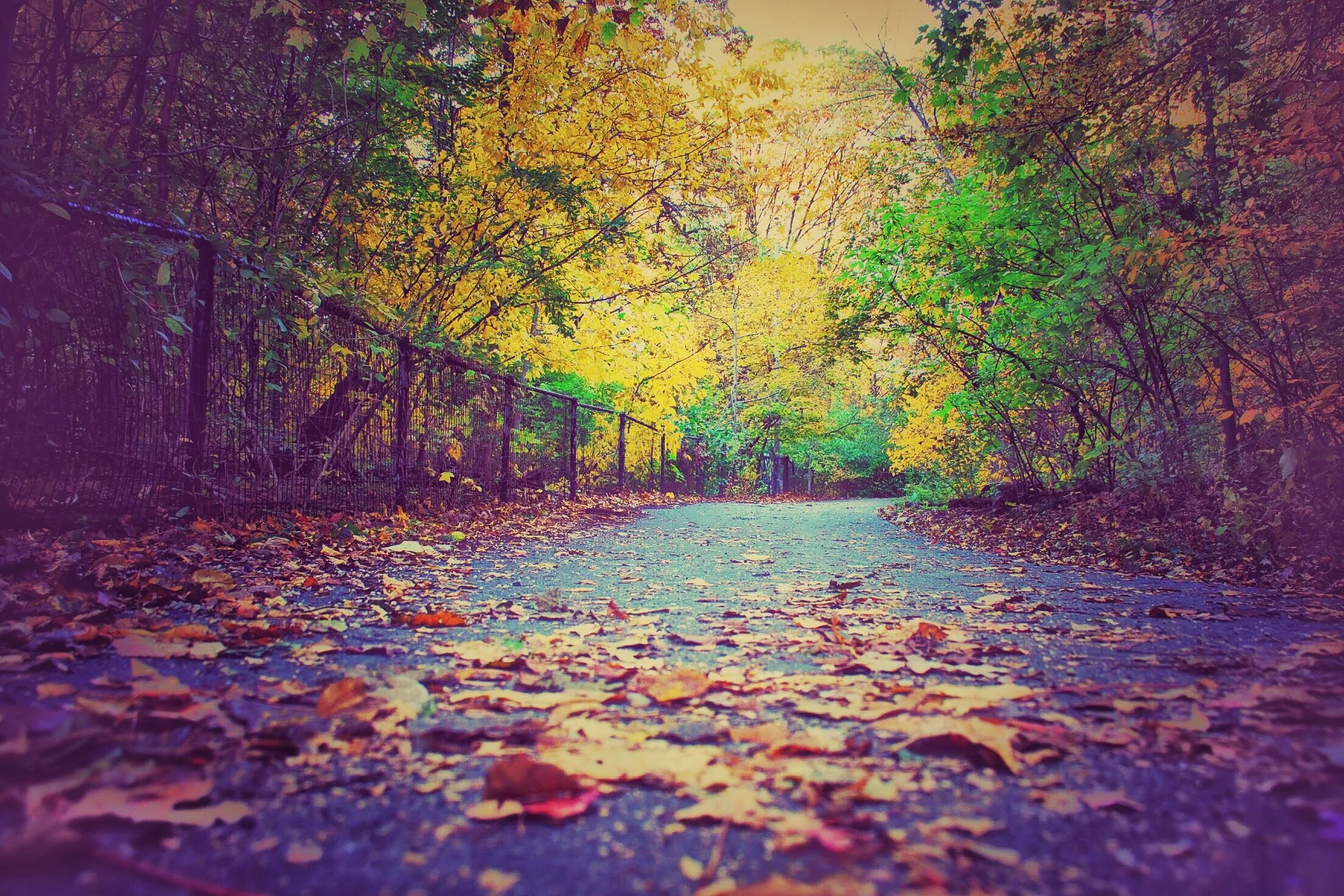 Fallen leaves