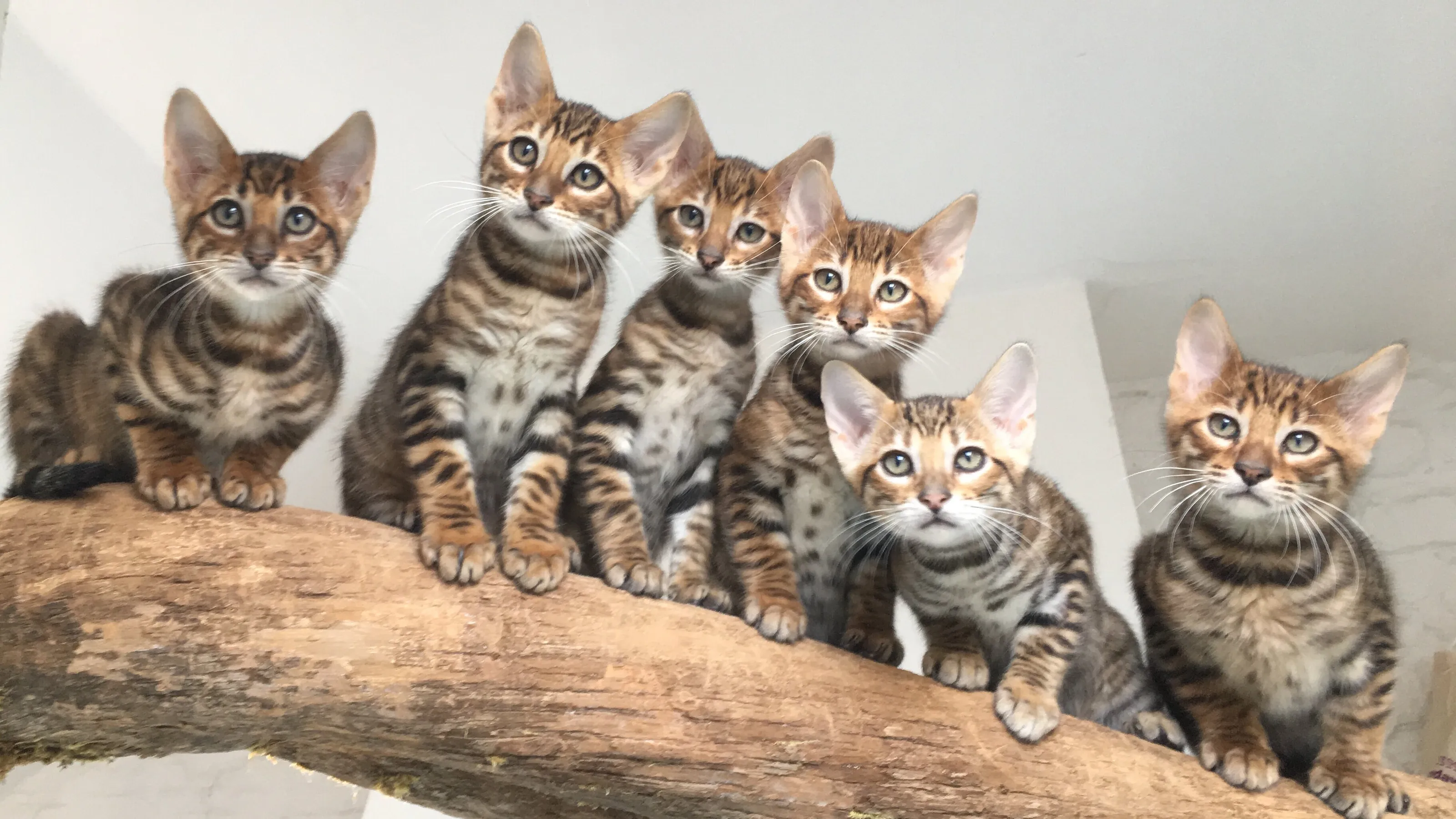 The Gang of six