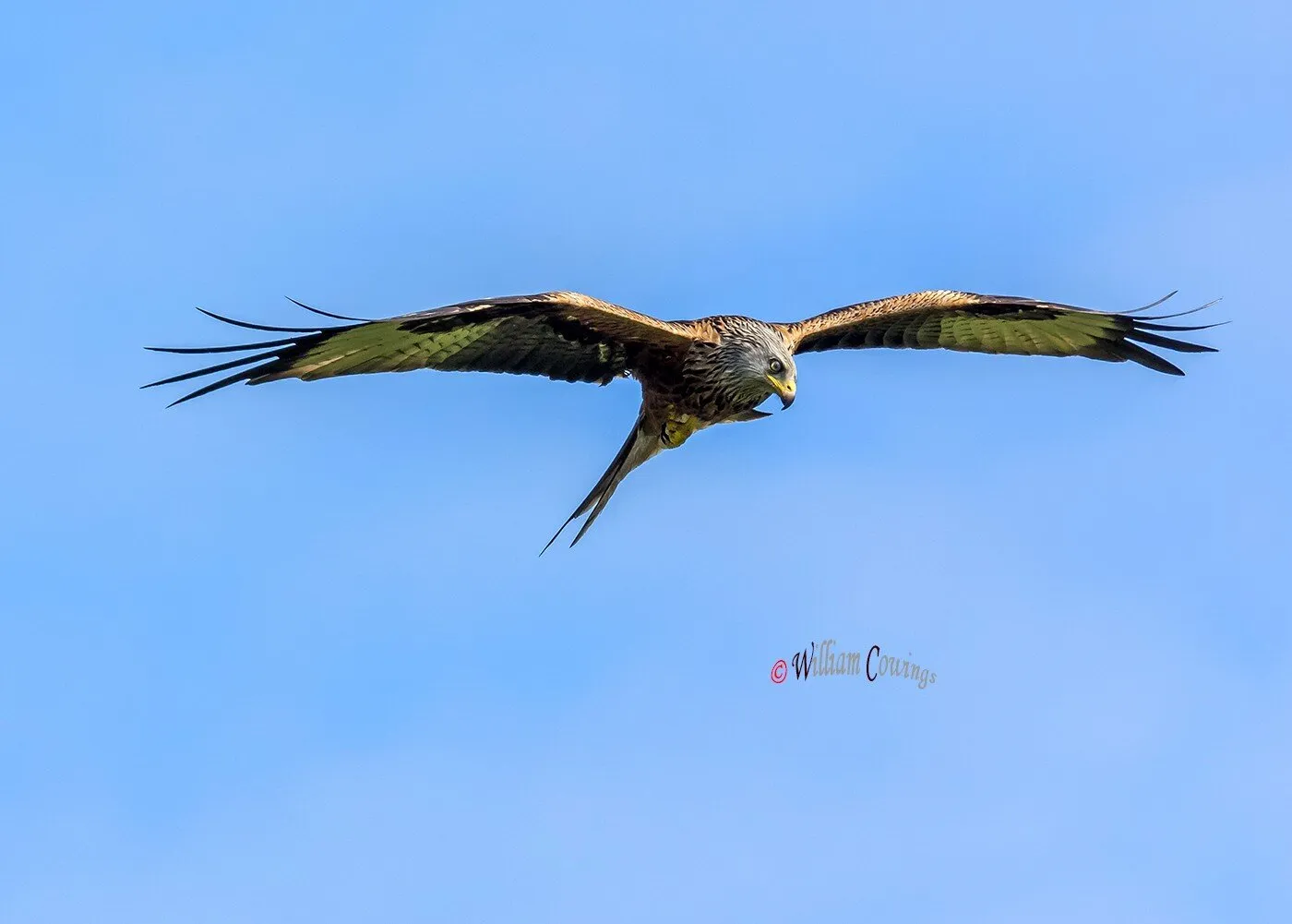 Soaring Kite