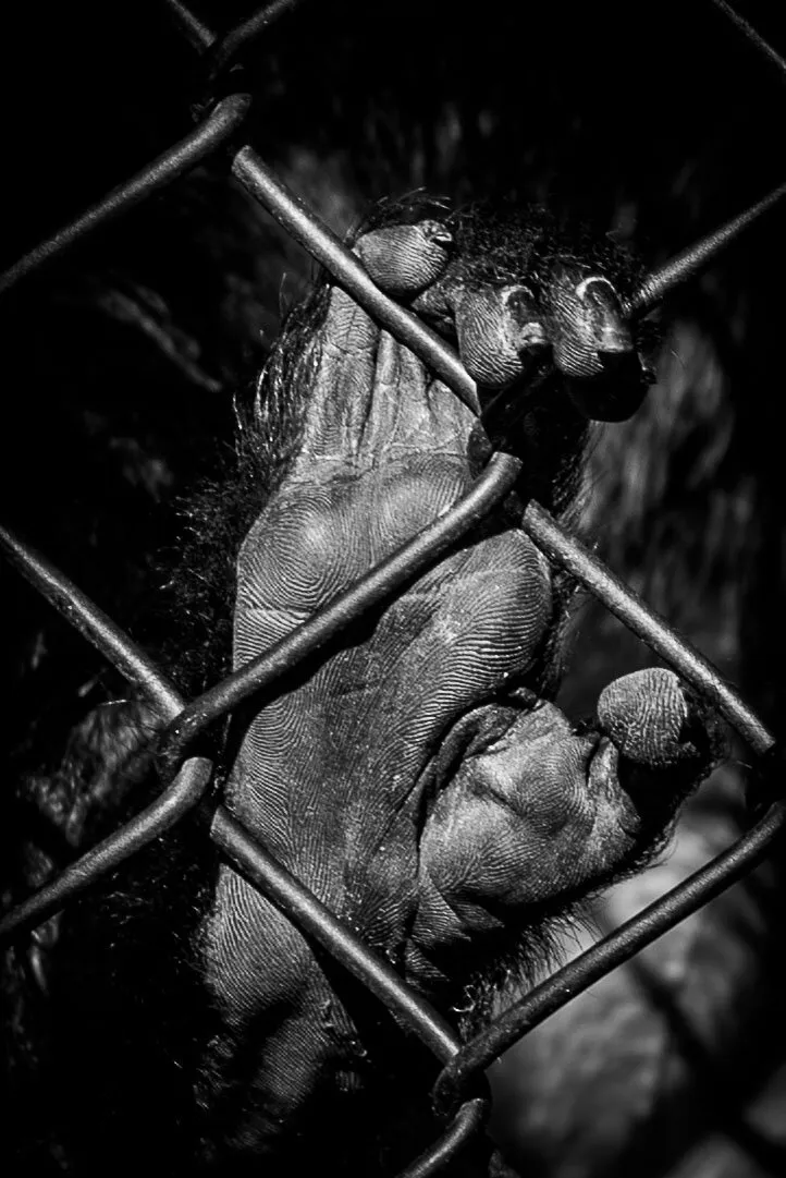 Entry 17831063