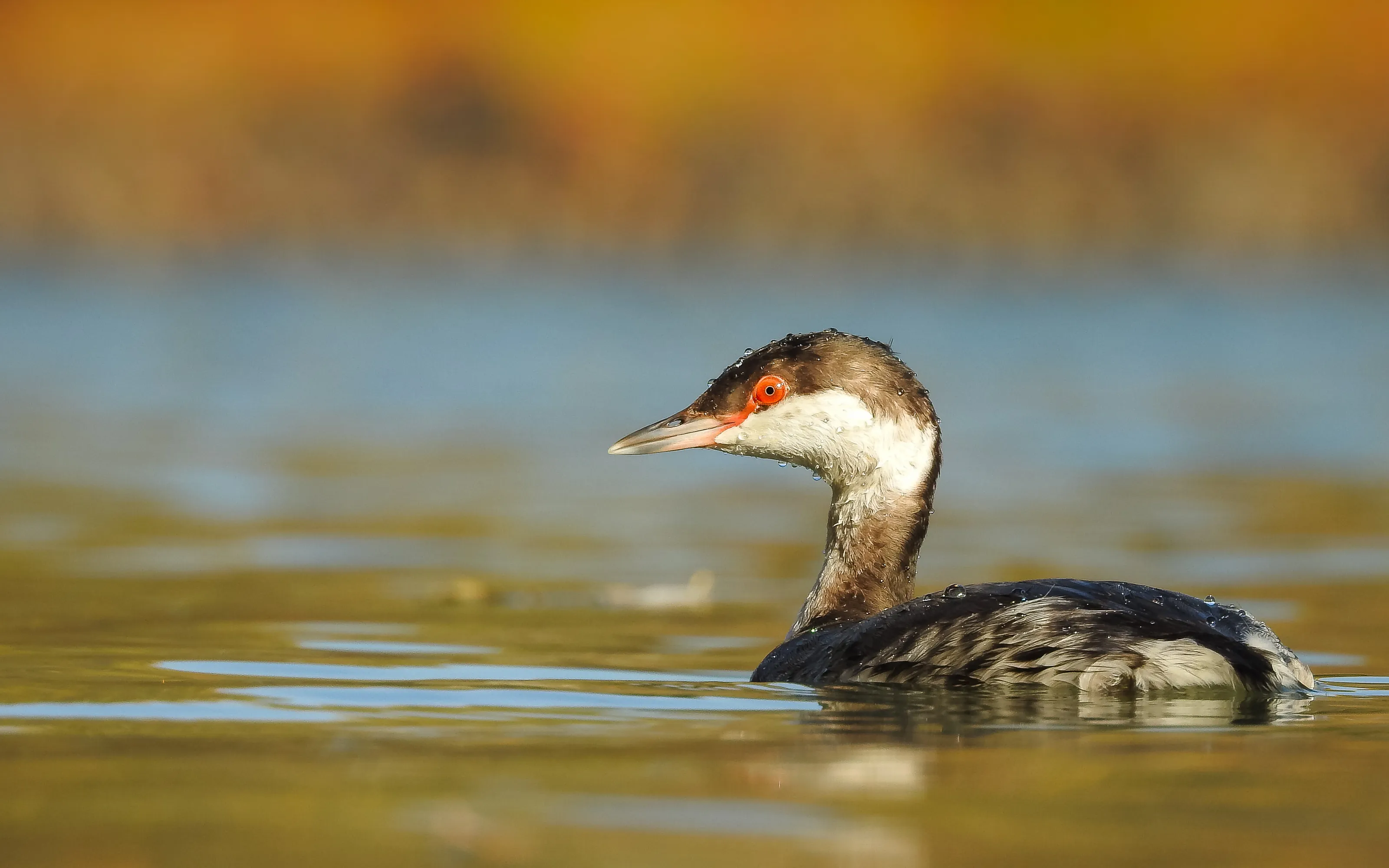 Grebe at river Tisza late Autnum