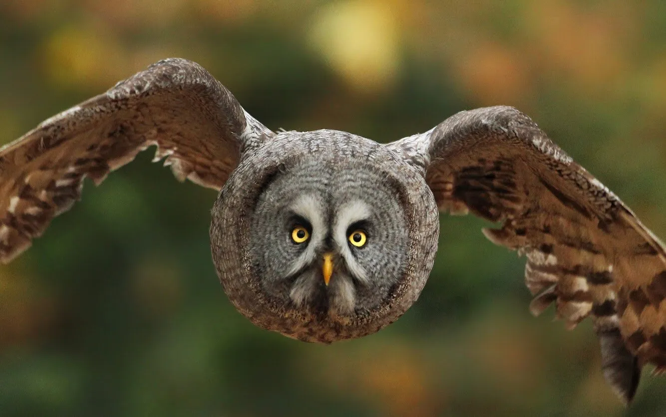 Great grey owl on the hunt
