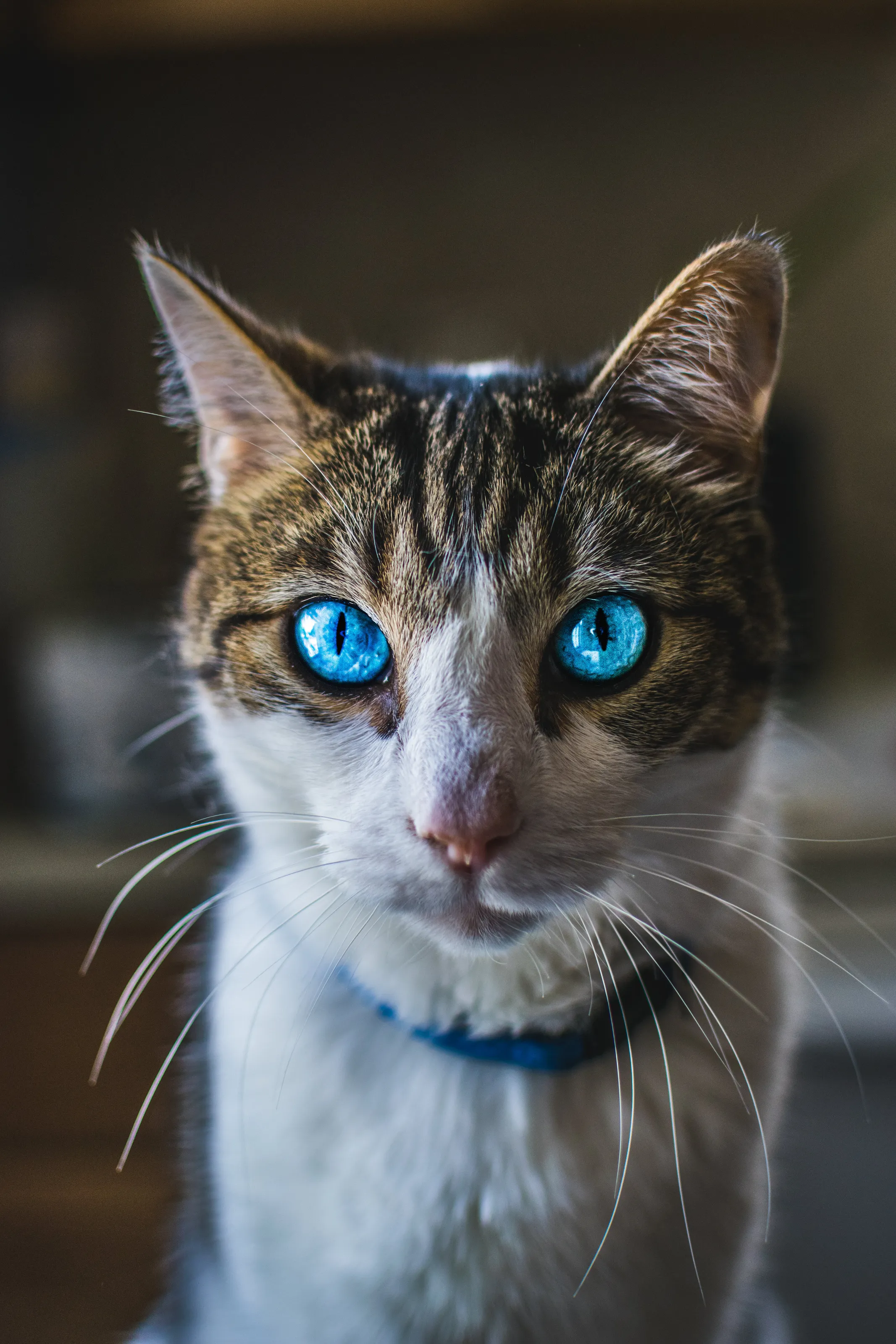 Max the Cat