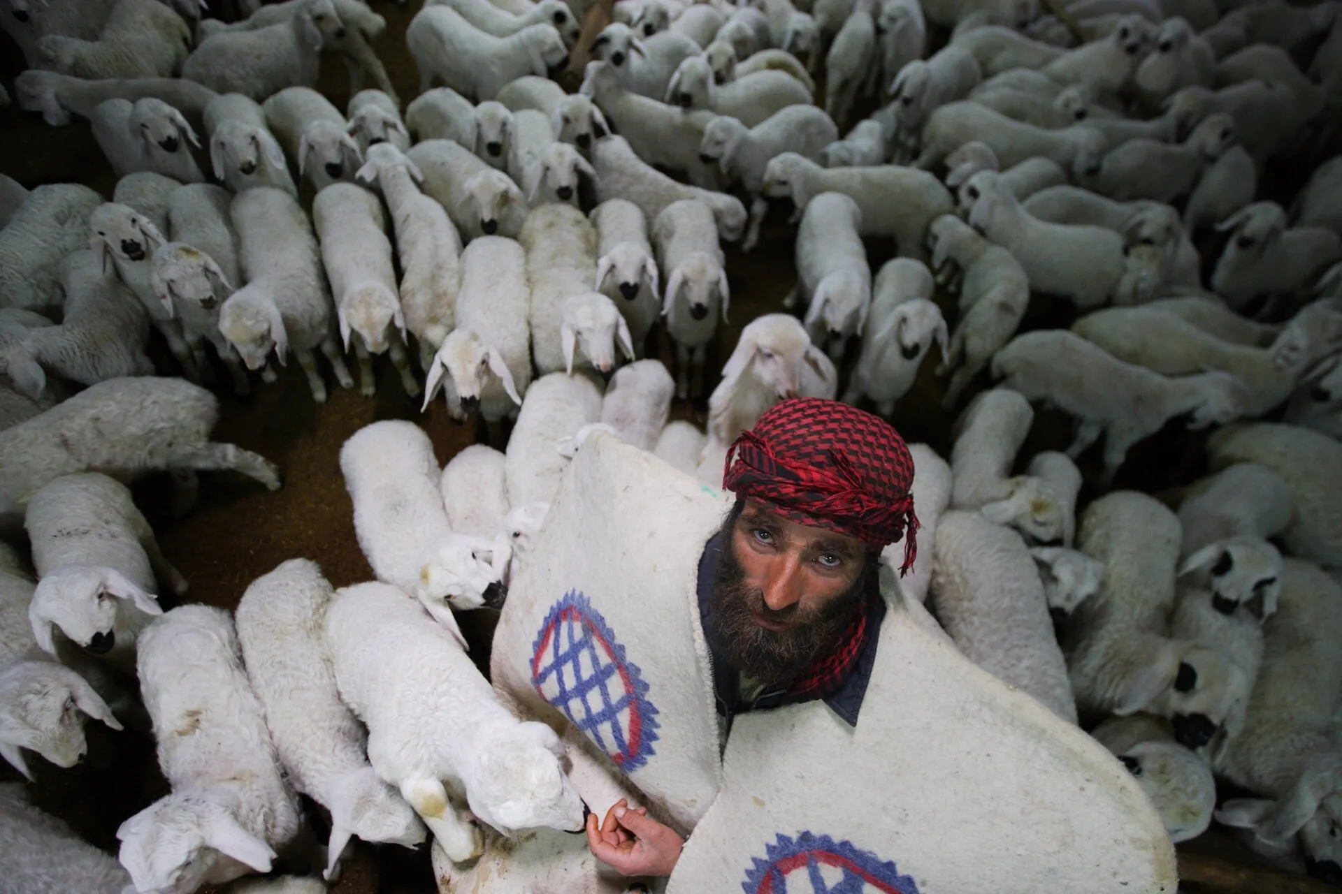 Shepherd