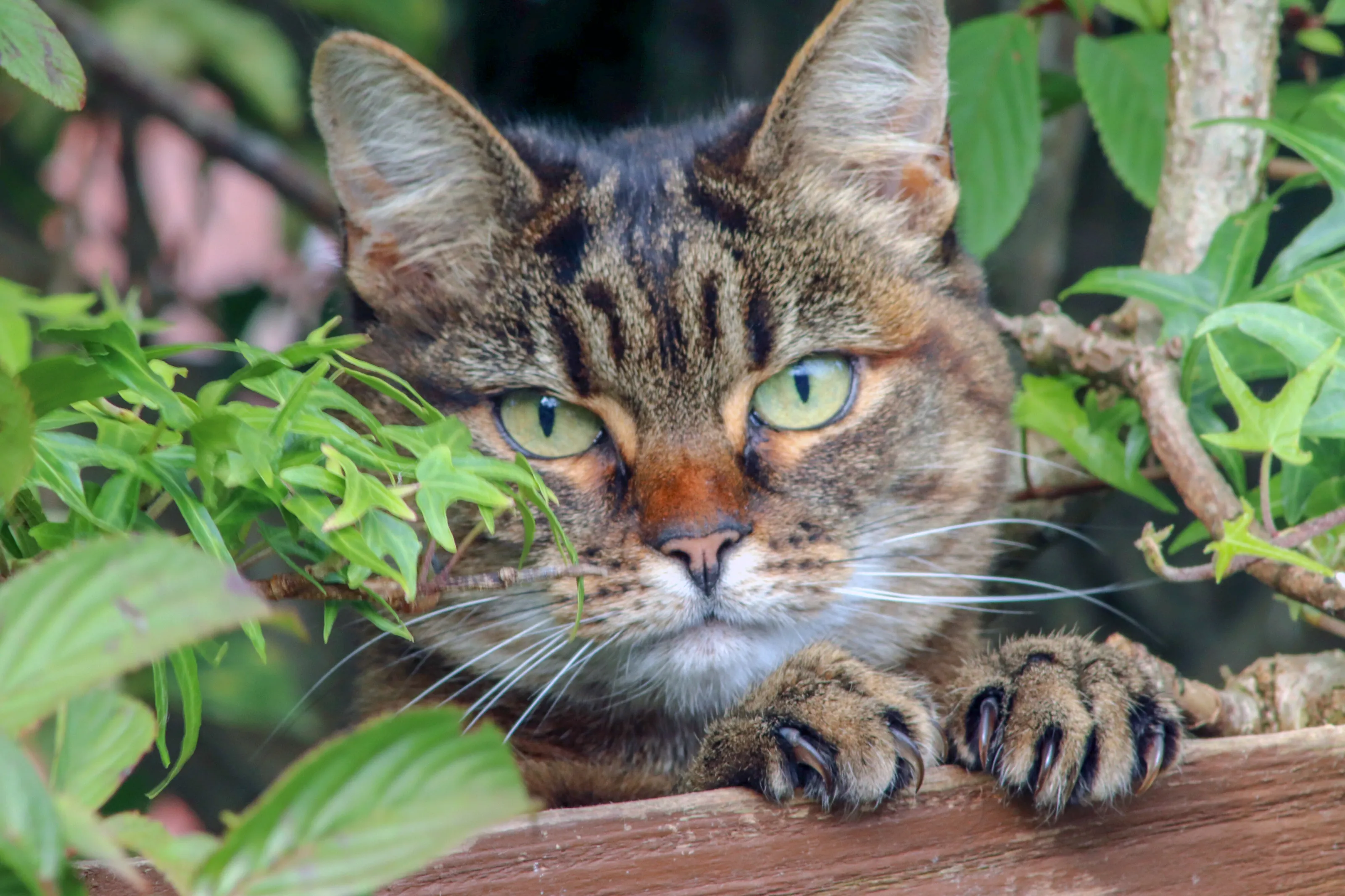 Pouncing Cat