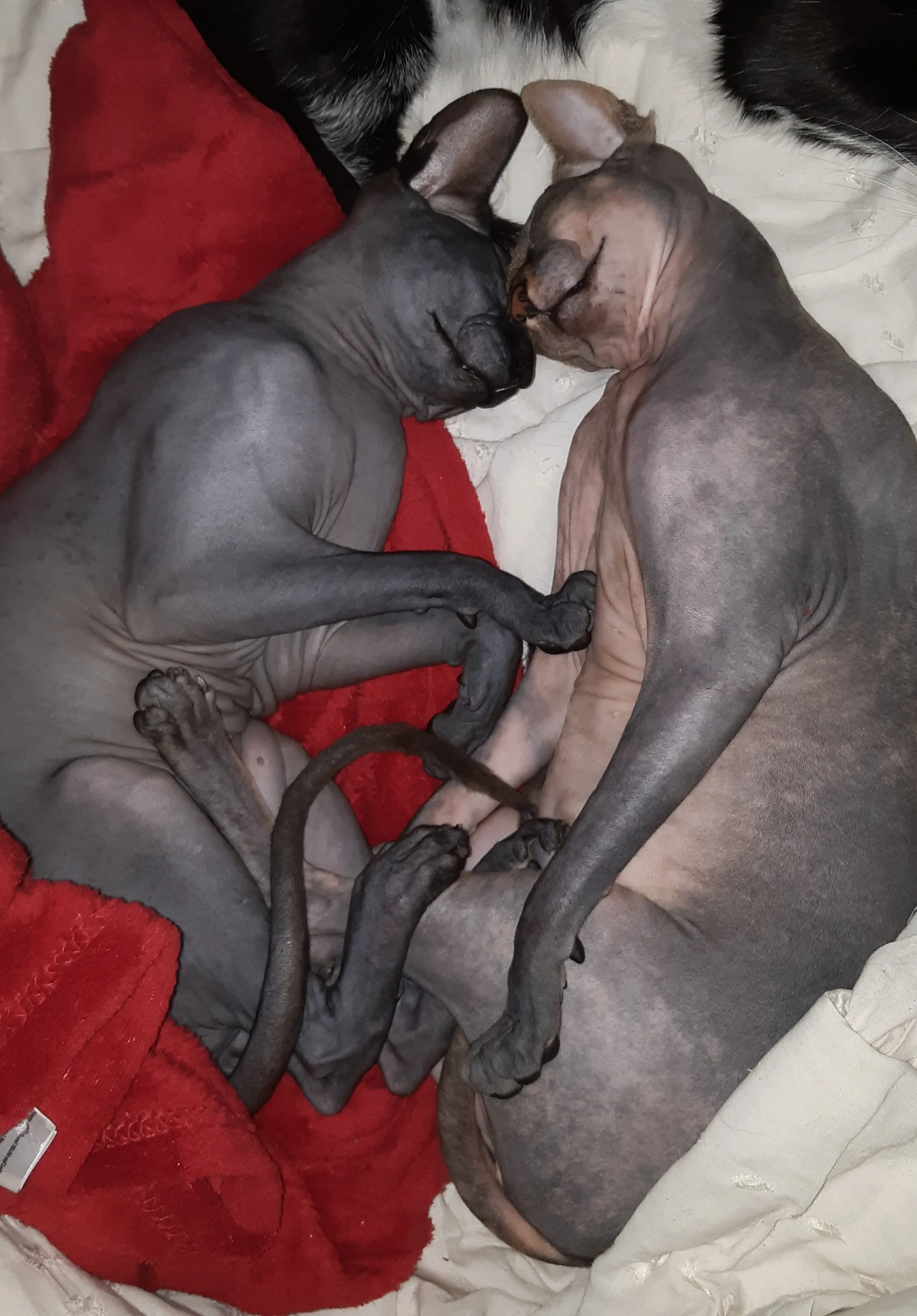 Kiara & Kovu