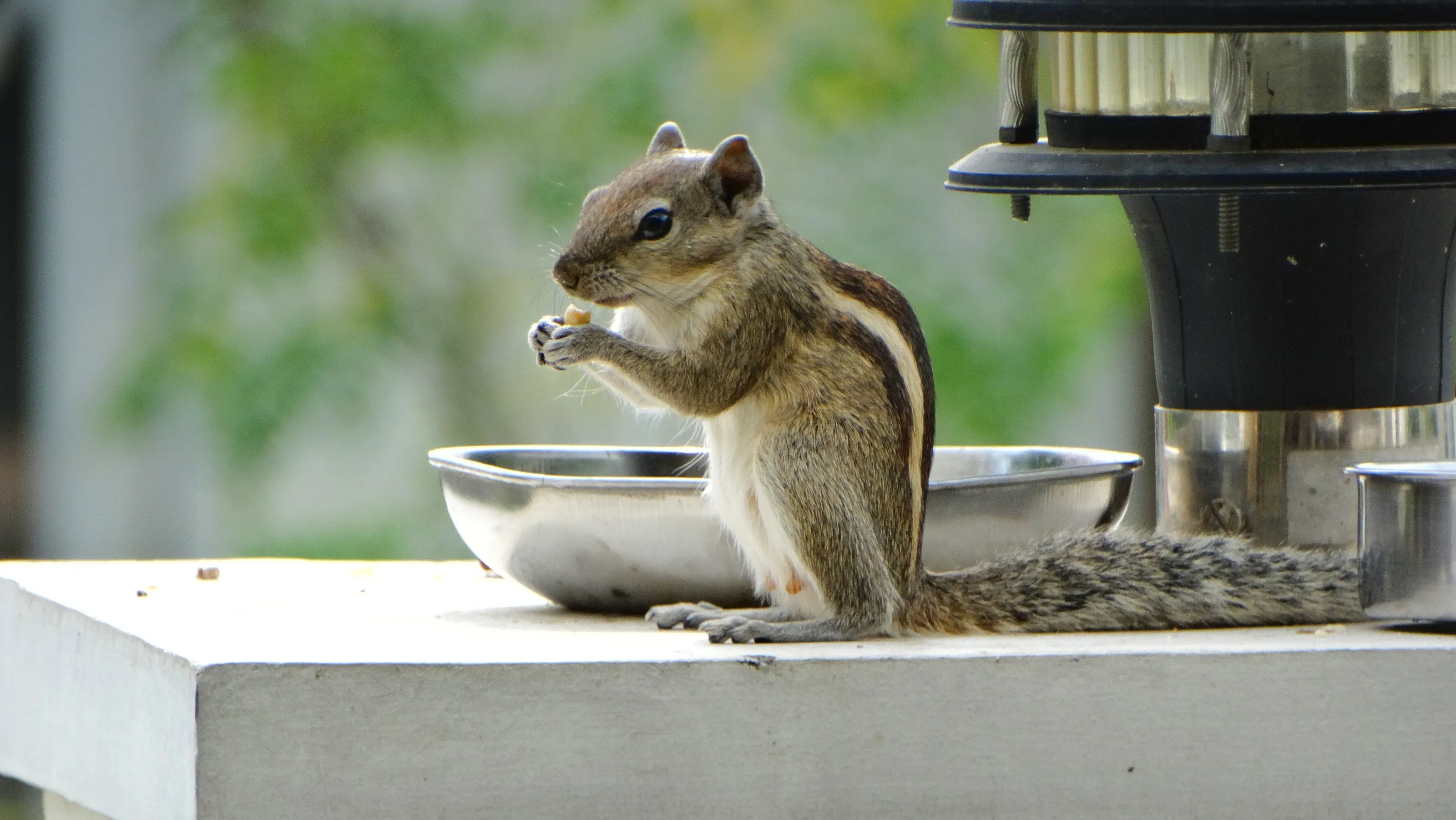 Squirrel having breakfast