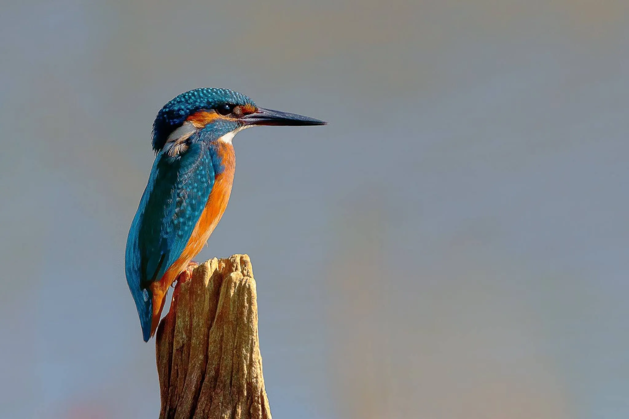 Kingfisher