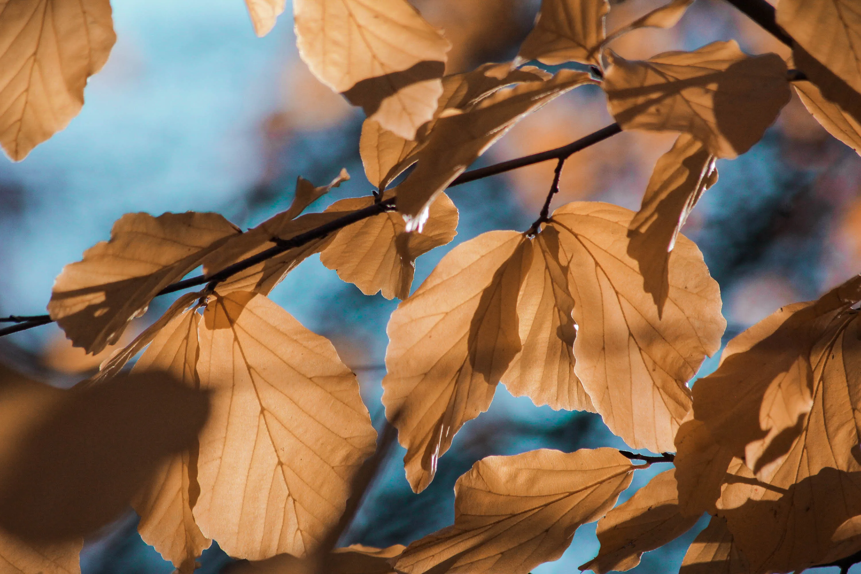 Yellow Leaves on Blue