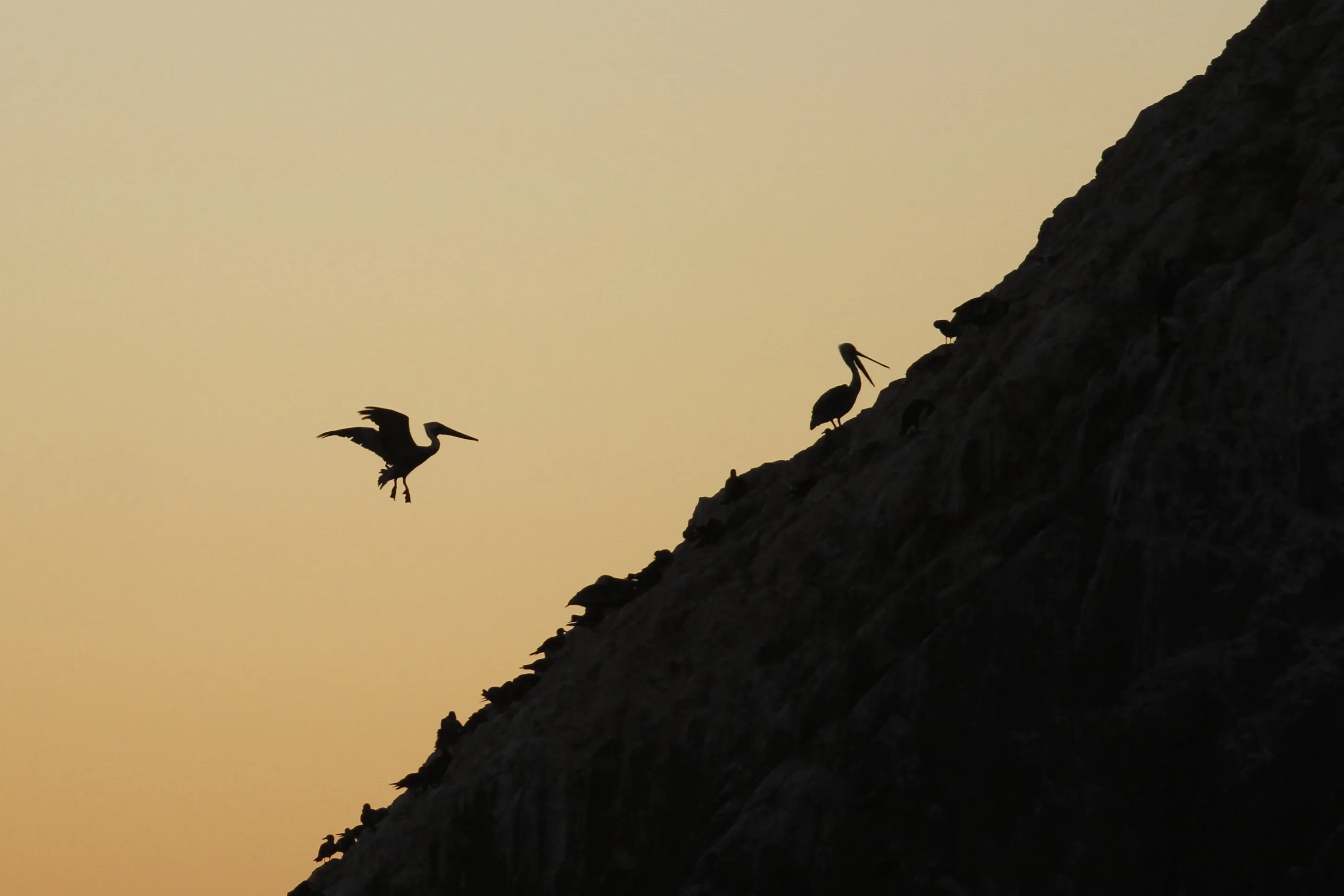 Pelican Silhouette
