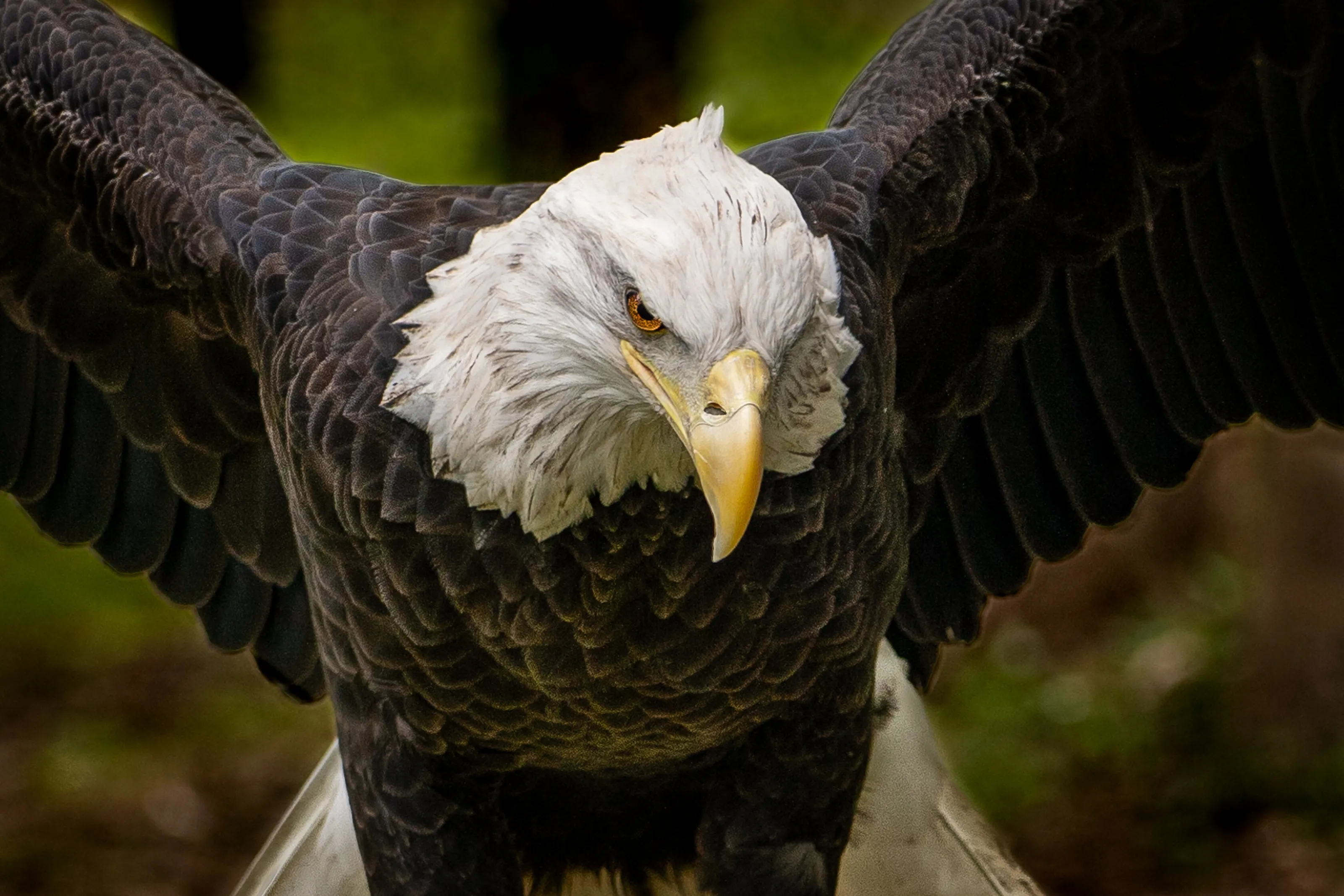 Bald Eagle