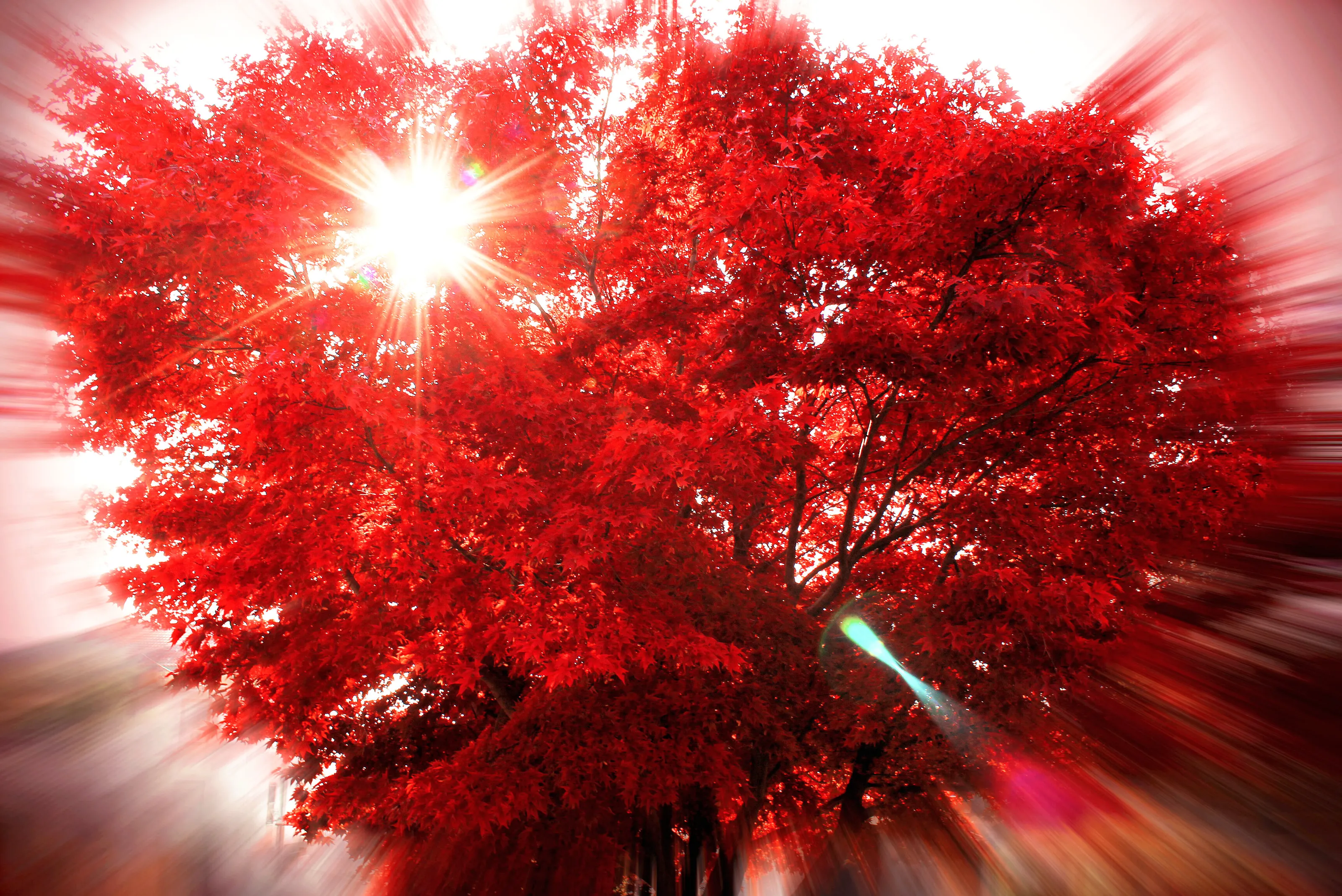 Red Burst