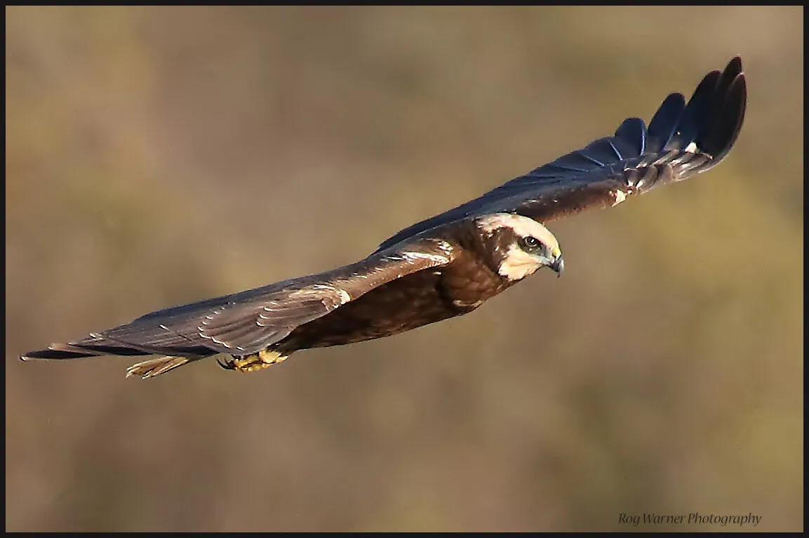 Mrs Marsh Harrier