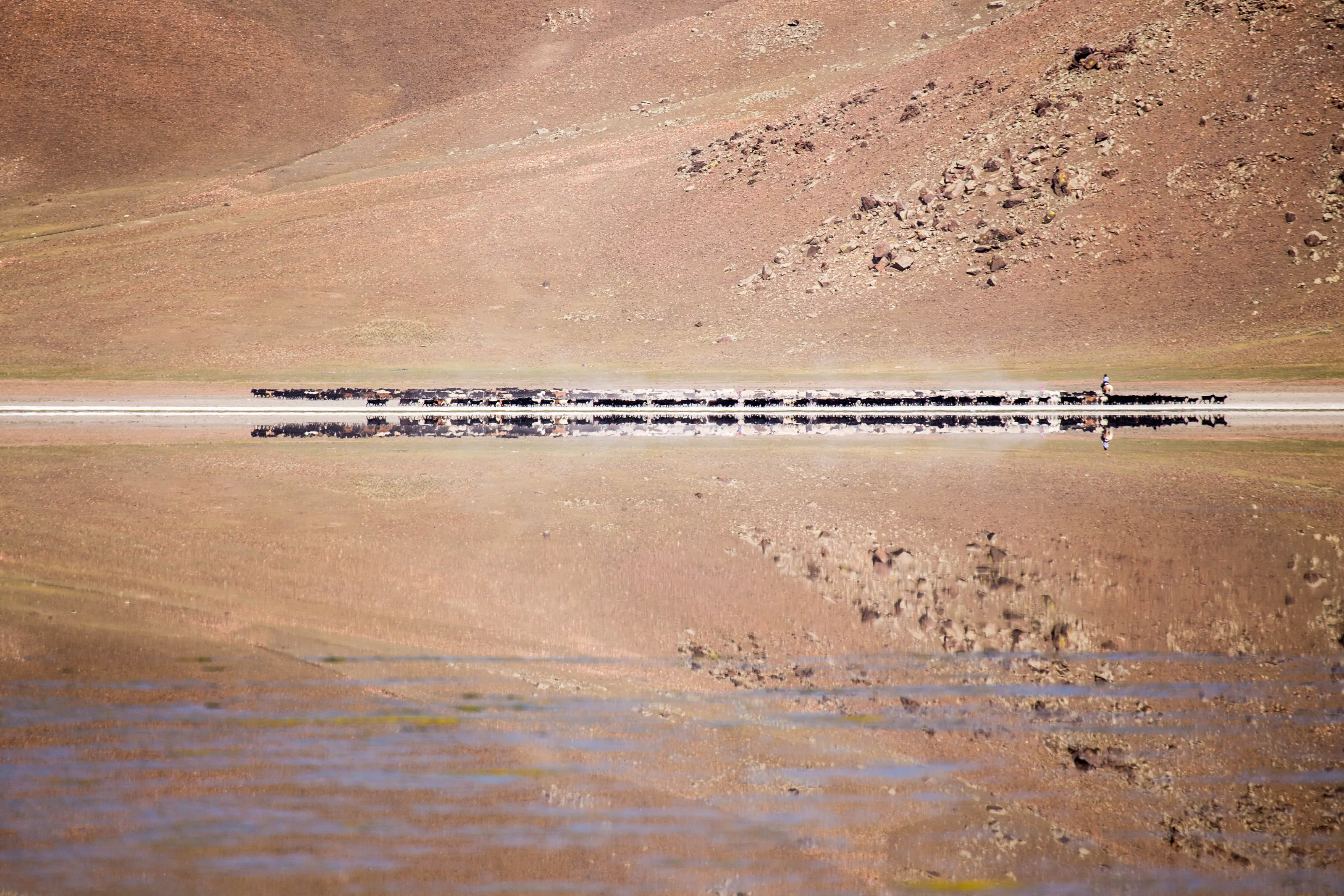 Summer migration