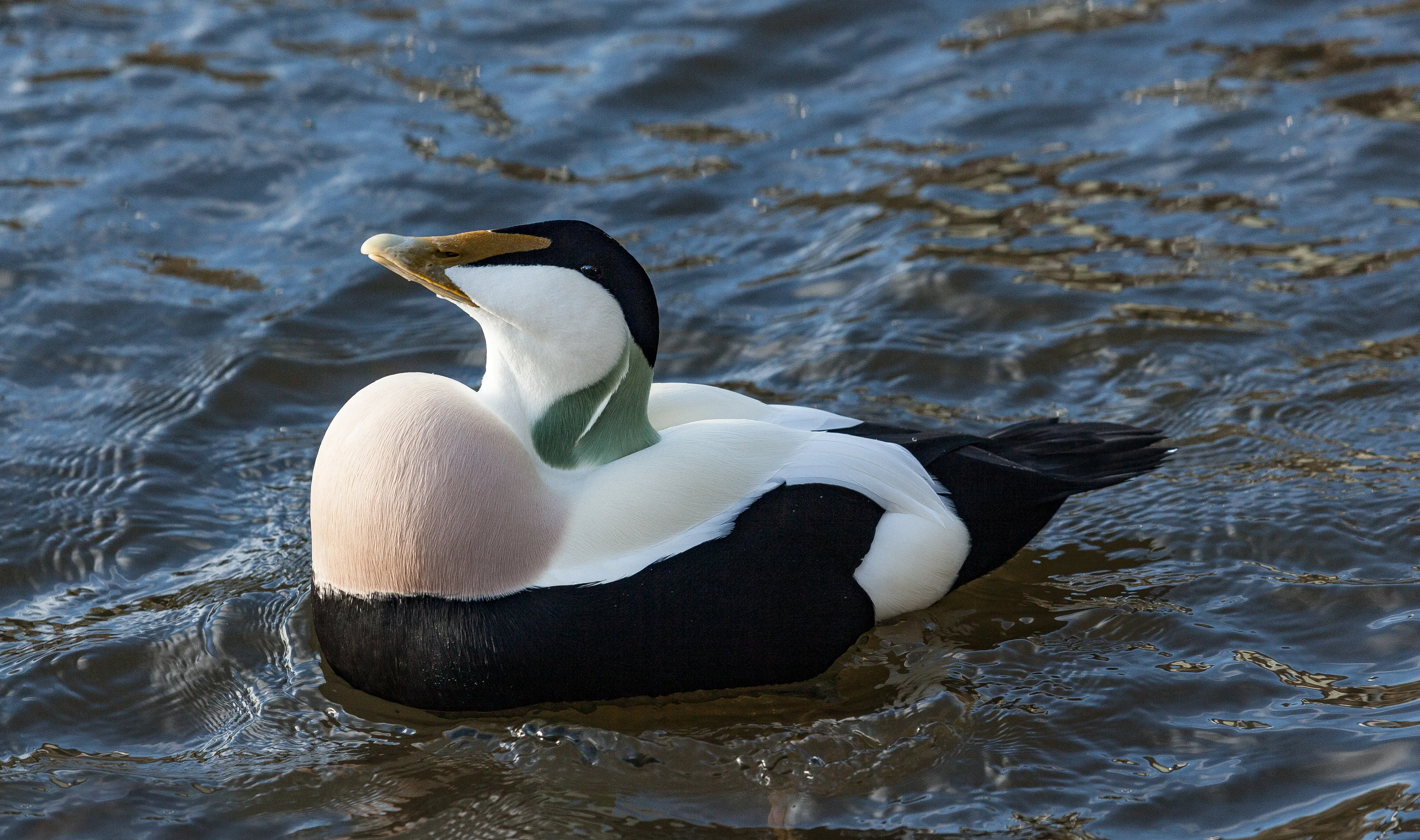 #eiderduck #birddisplay