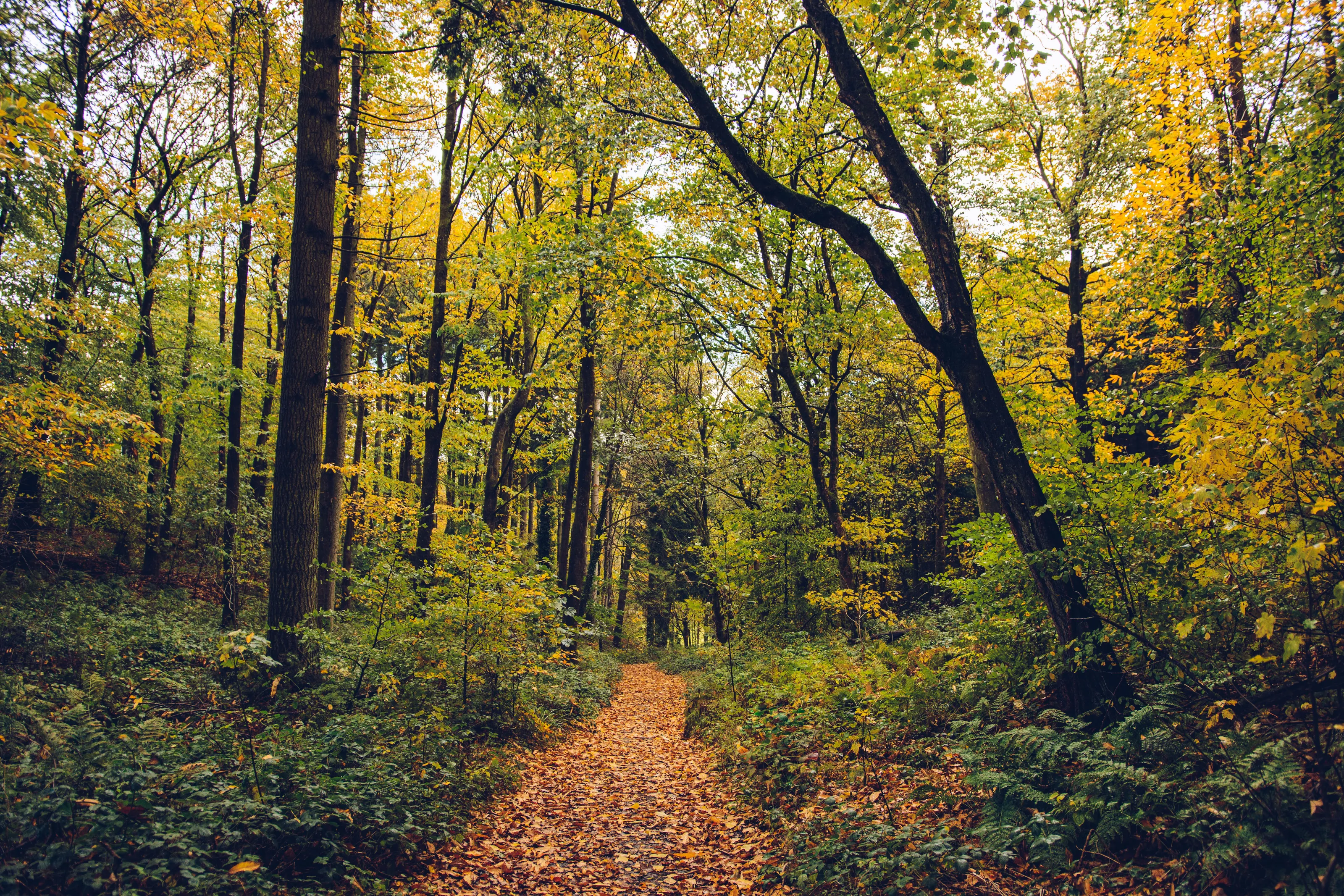 Autumn Arch