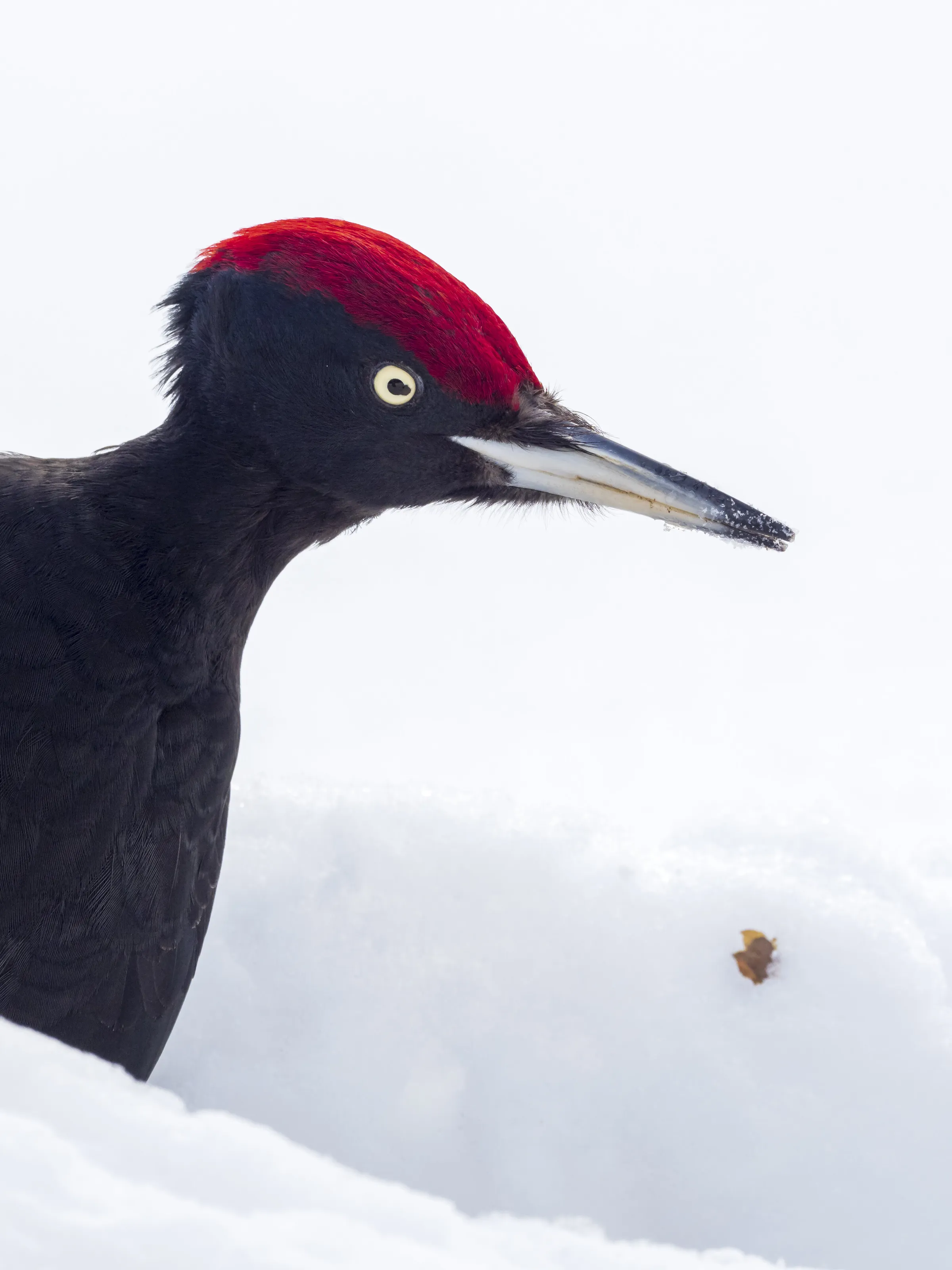 Black Woodpecker