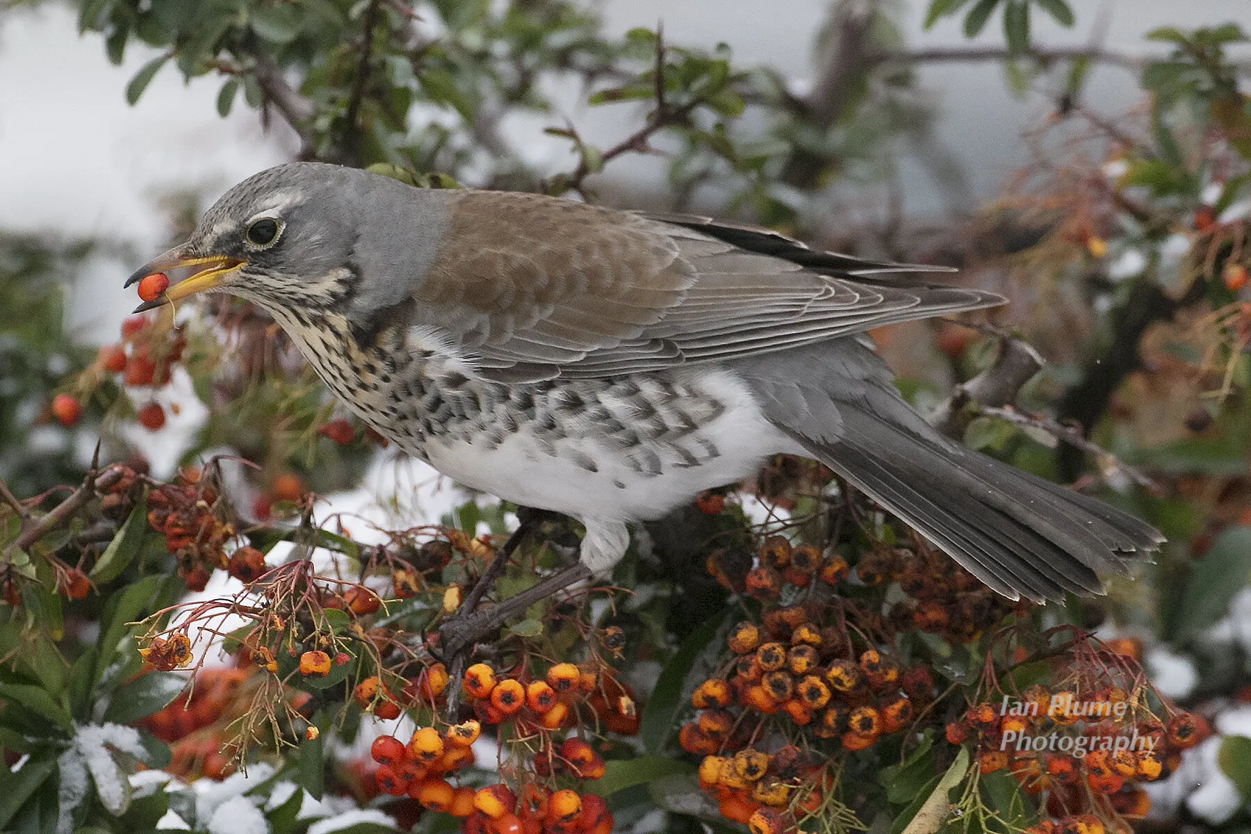 Fieldfare feeding on Berries