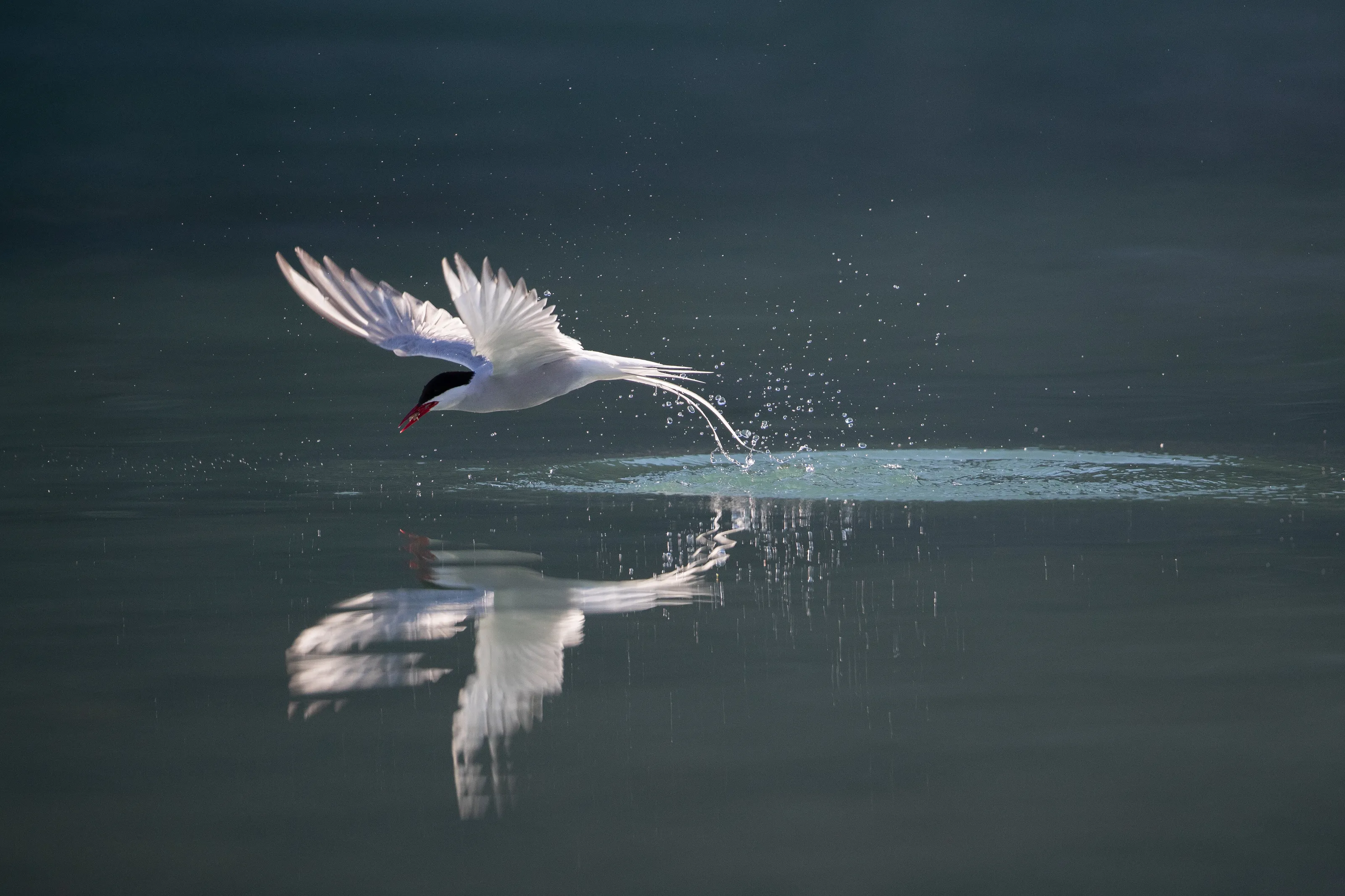 Arctic Tern