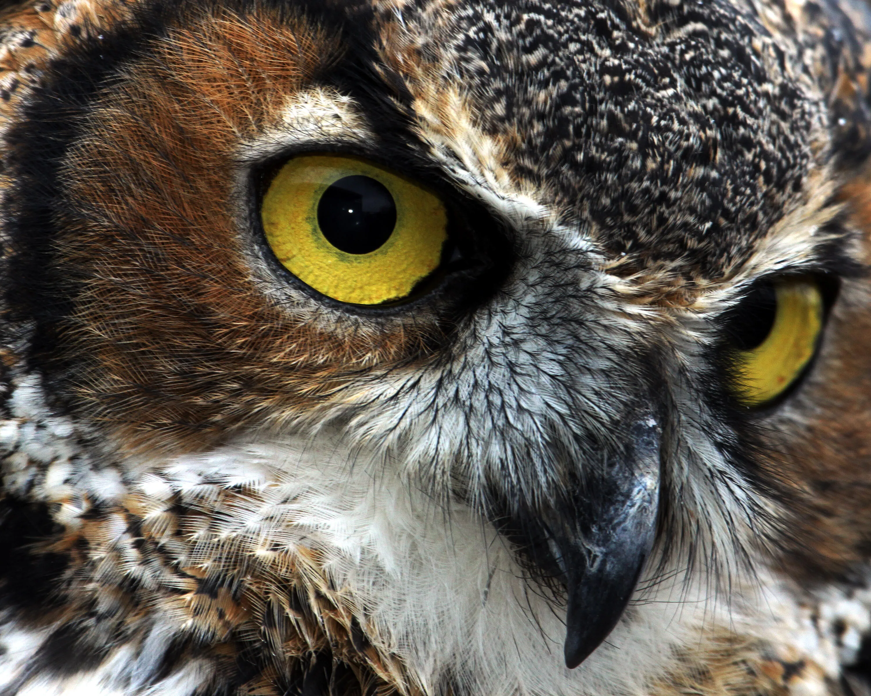 Great Horned Owl