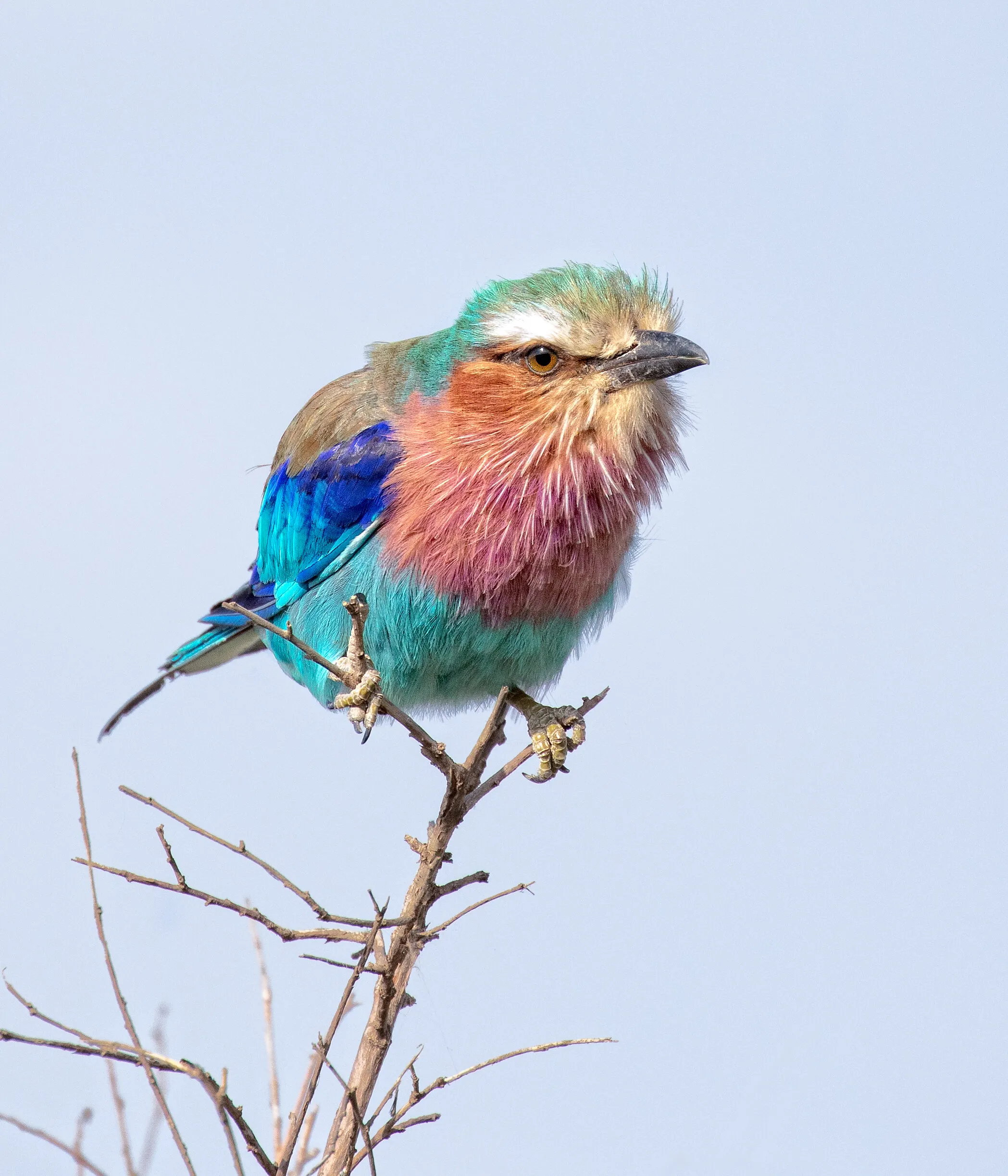 Blowing in the Wind