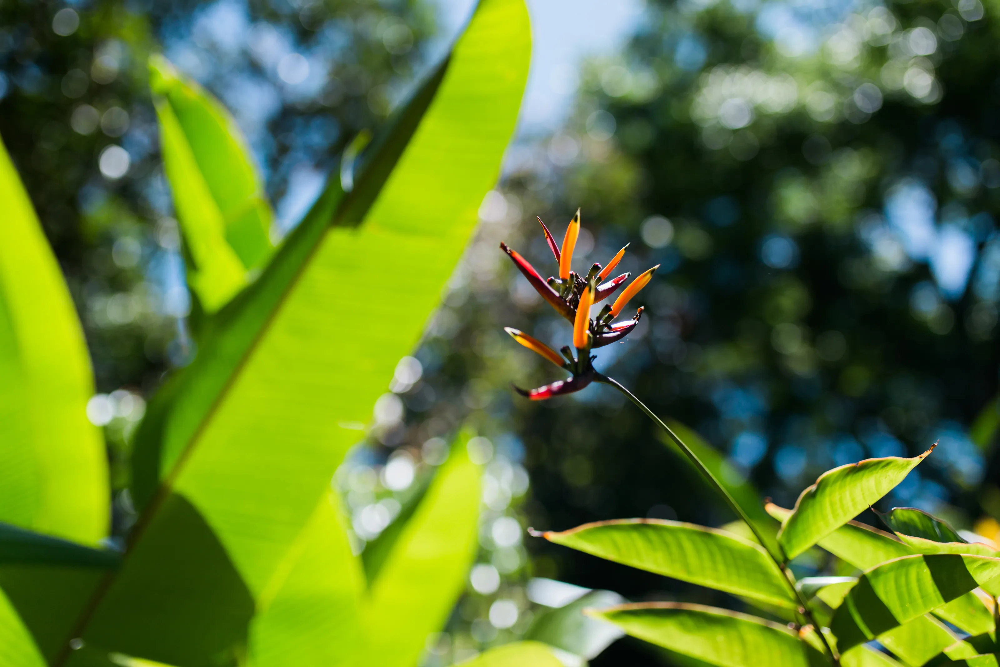 Bird of Paradise Flower