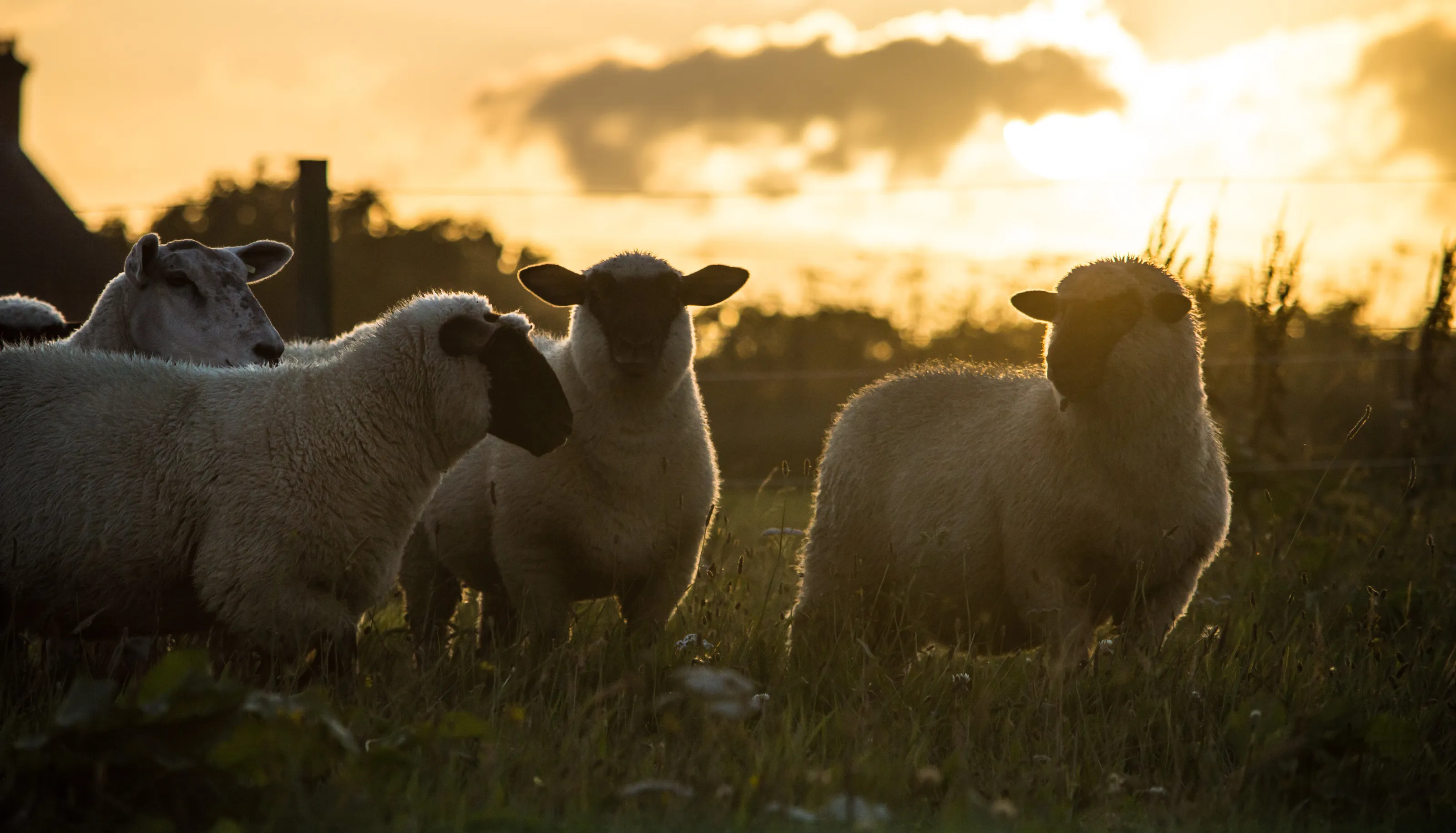 Sheep