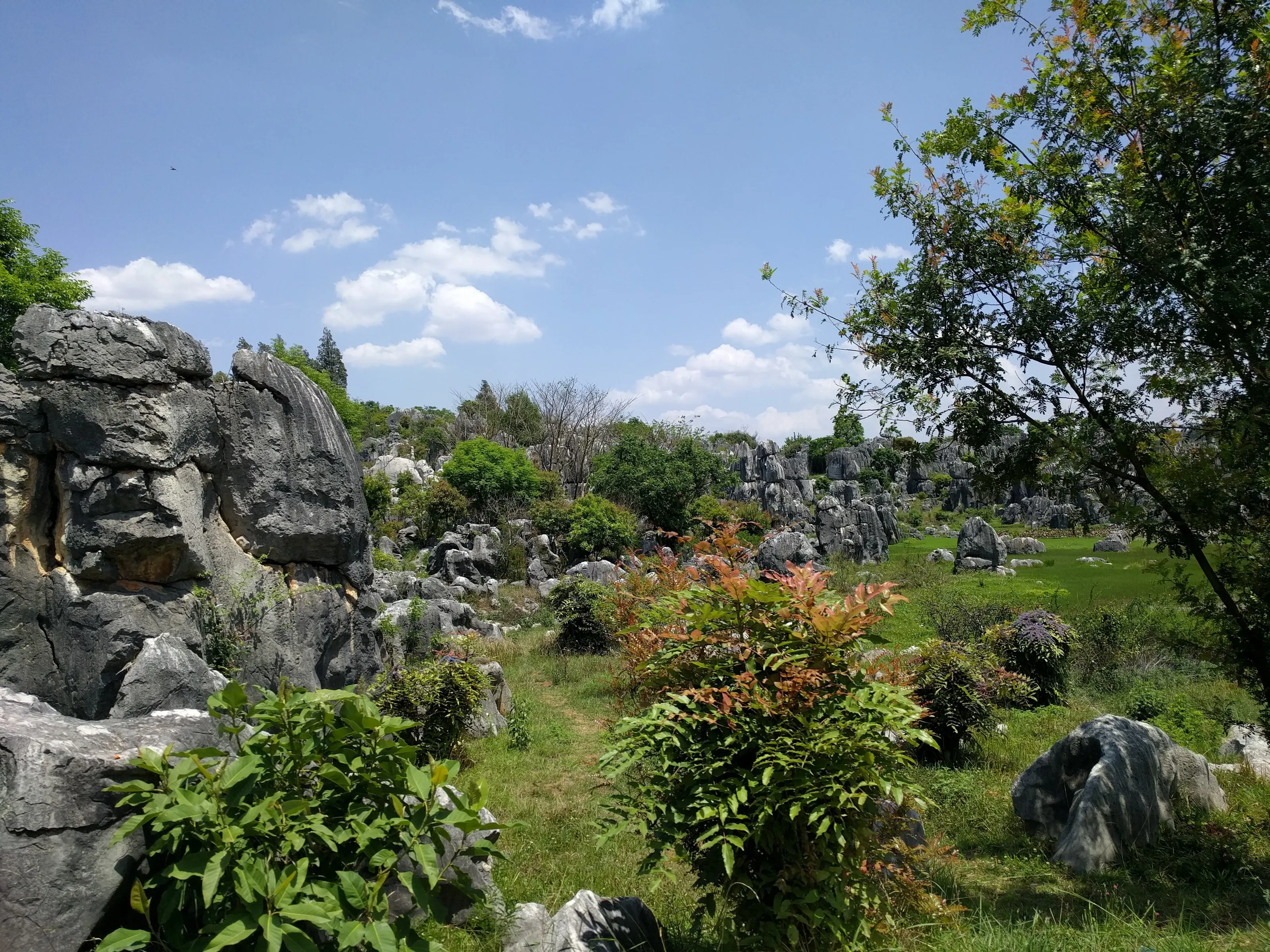 stone forrest
