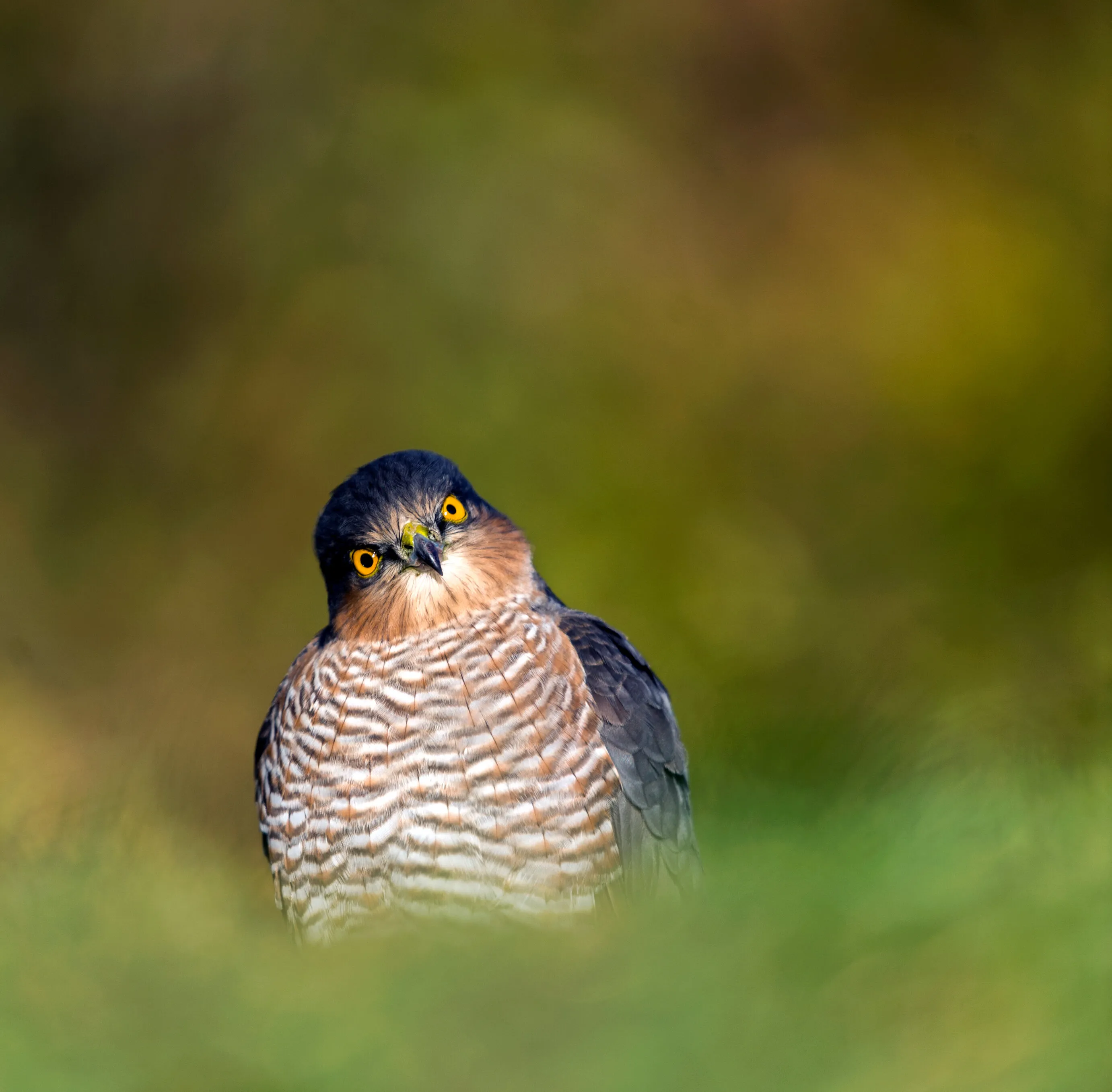 YOU LOOKING AT ME ?