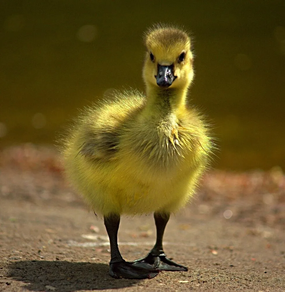 How Cute Am I?
