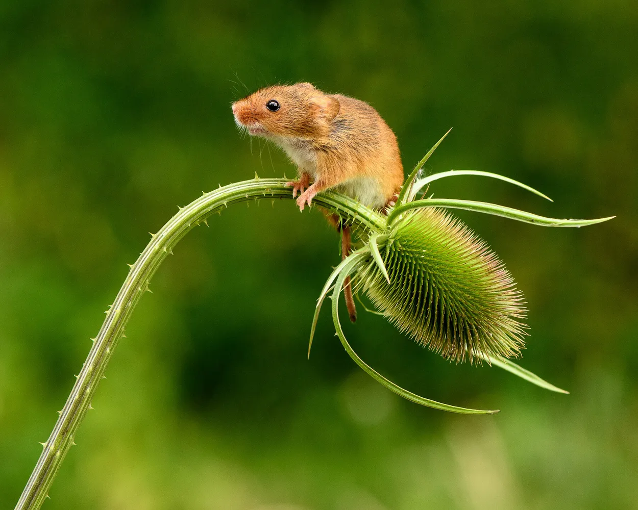 Entry 5242631
