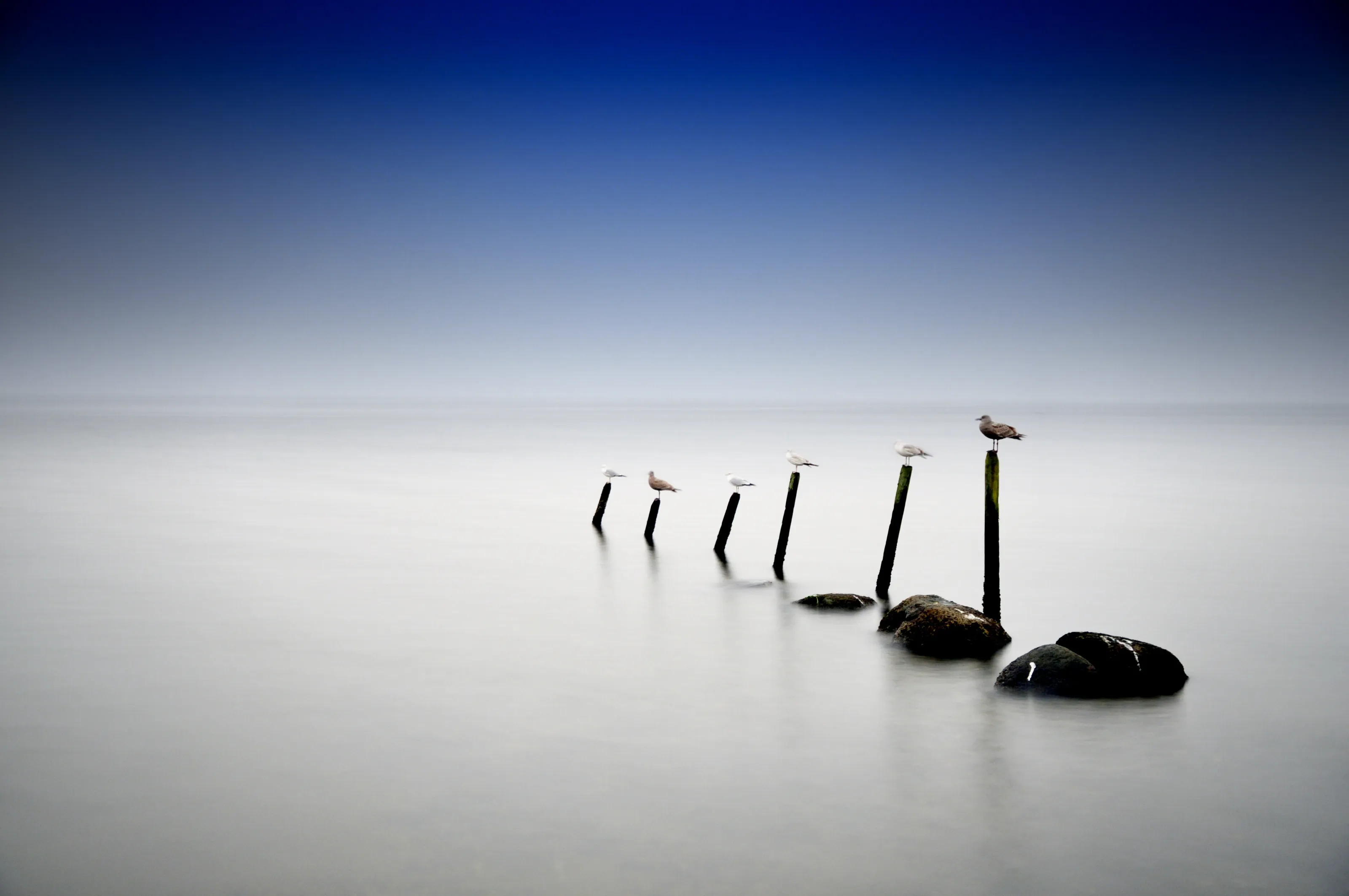 Gulls in a Row